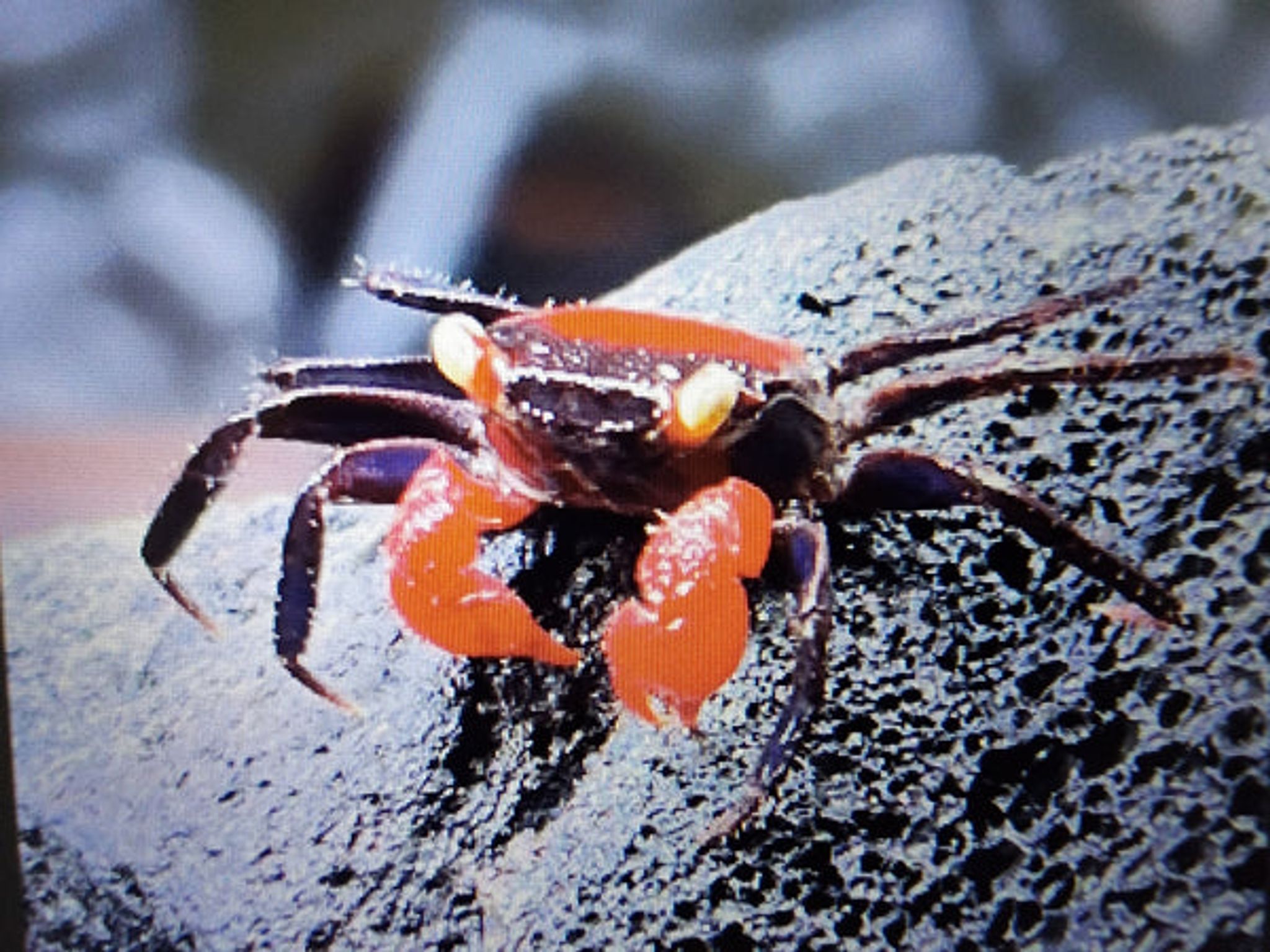 Red Devil Vampire Crab 2cm x5pcs