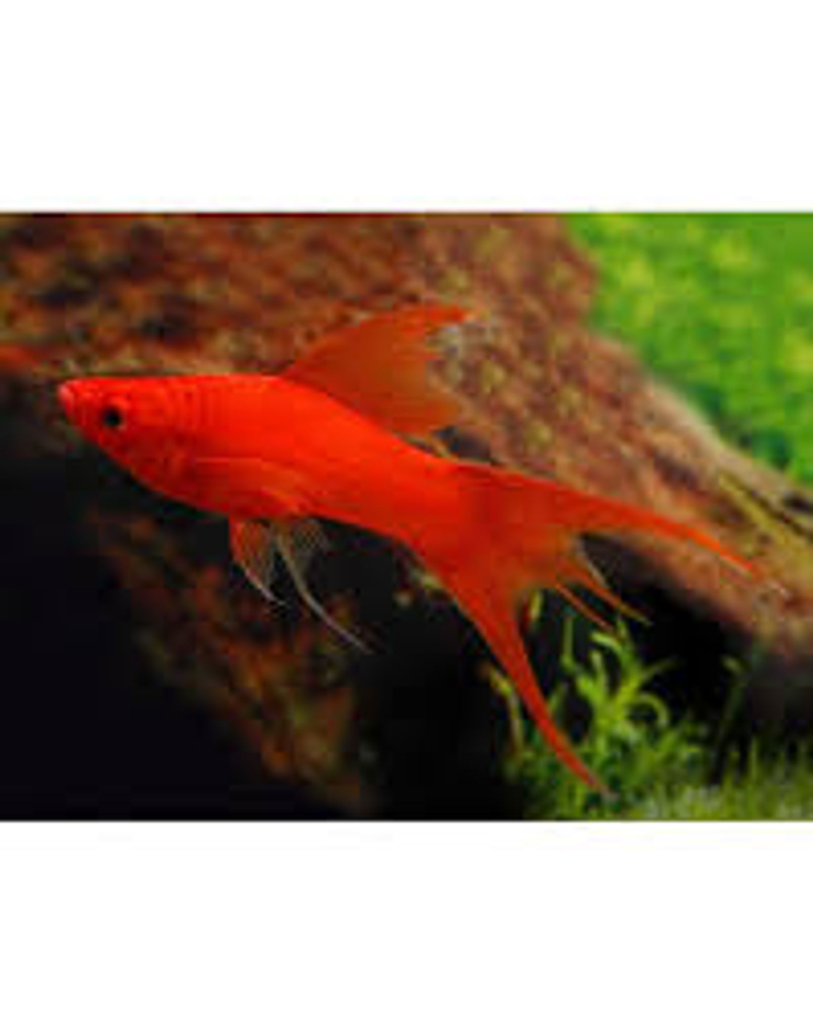 Red Double Swordtail