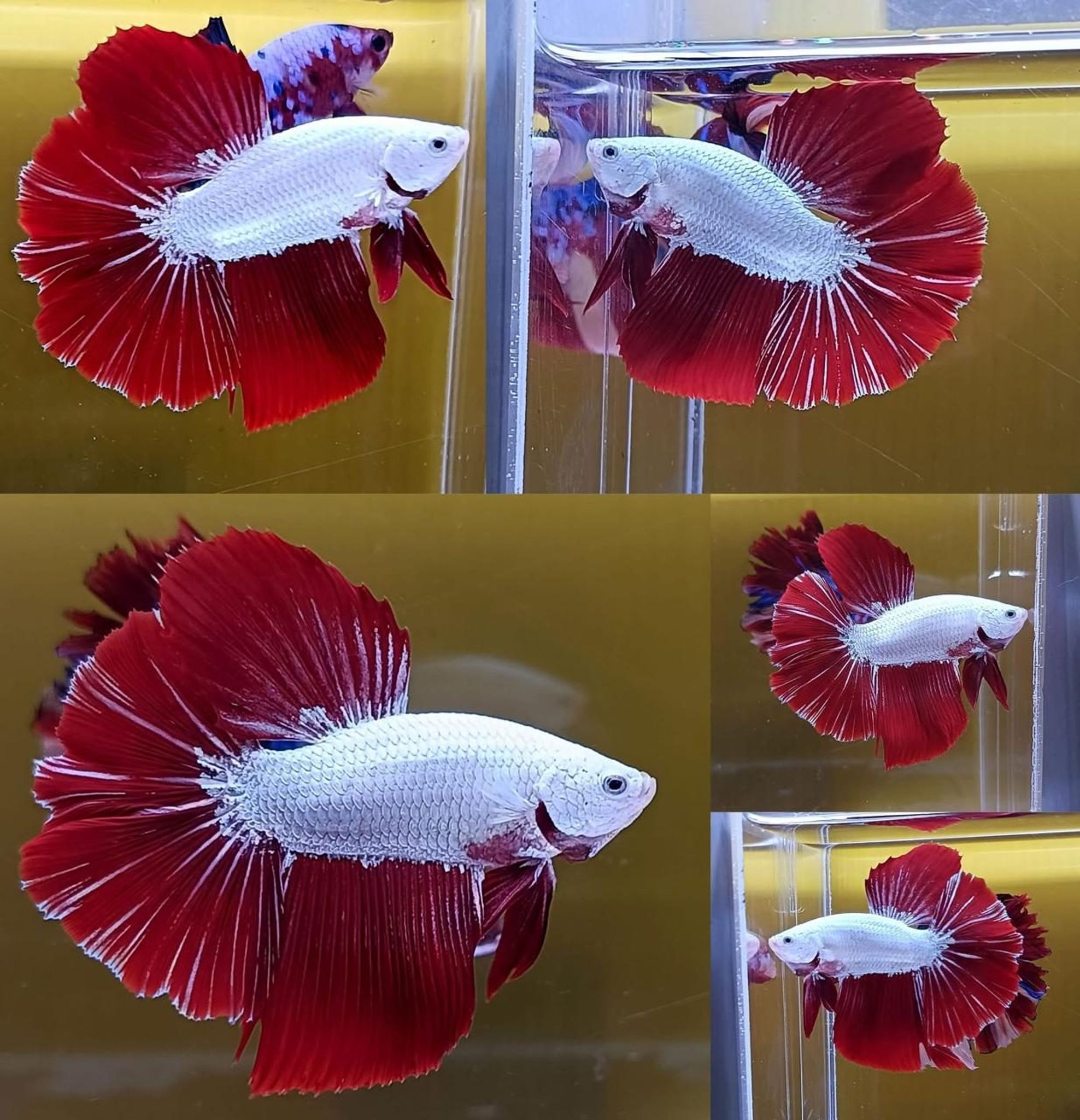 Red Dragon Halfmoon Betta (Male)