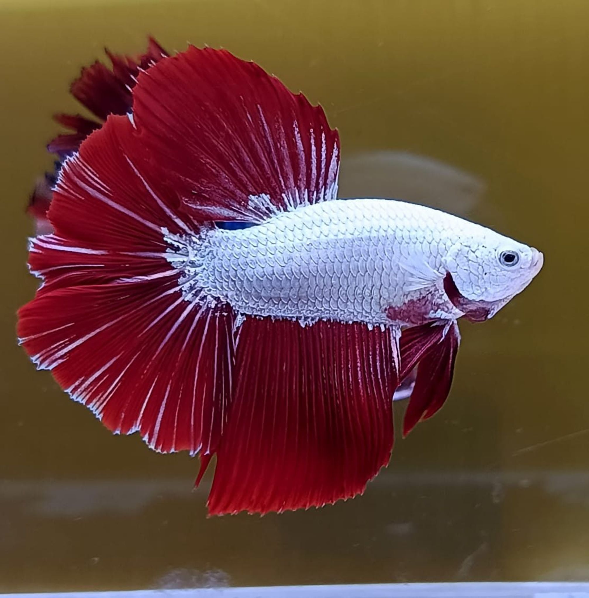 Red Dragon Halfmoon Betta (Male)