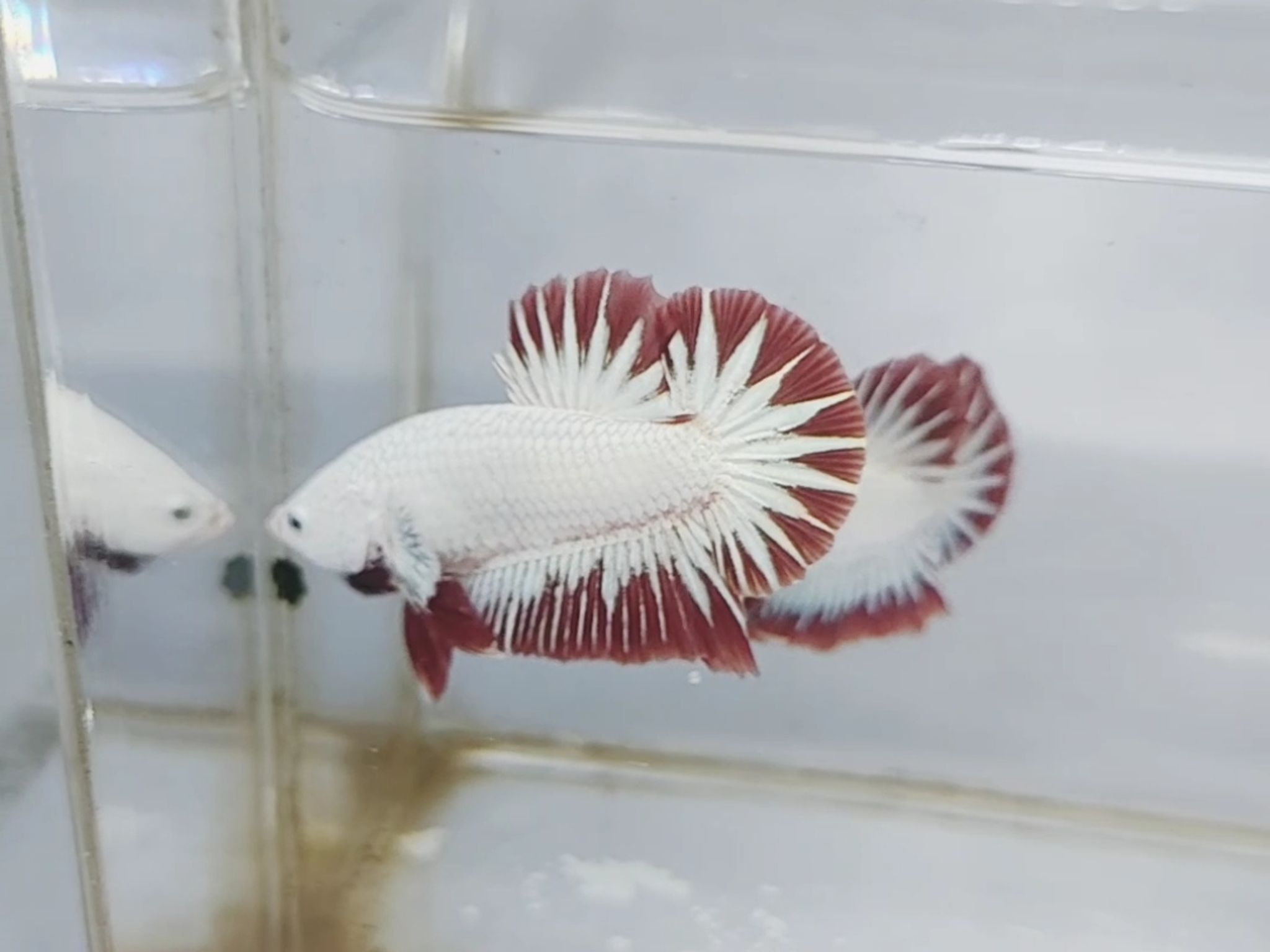 Red Dragon Snow White