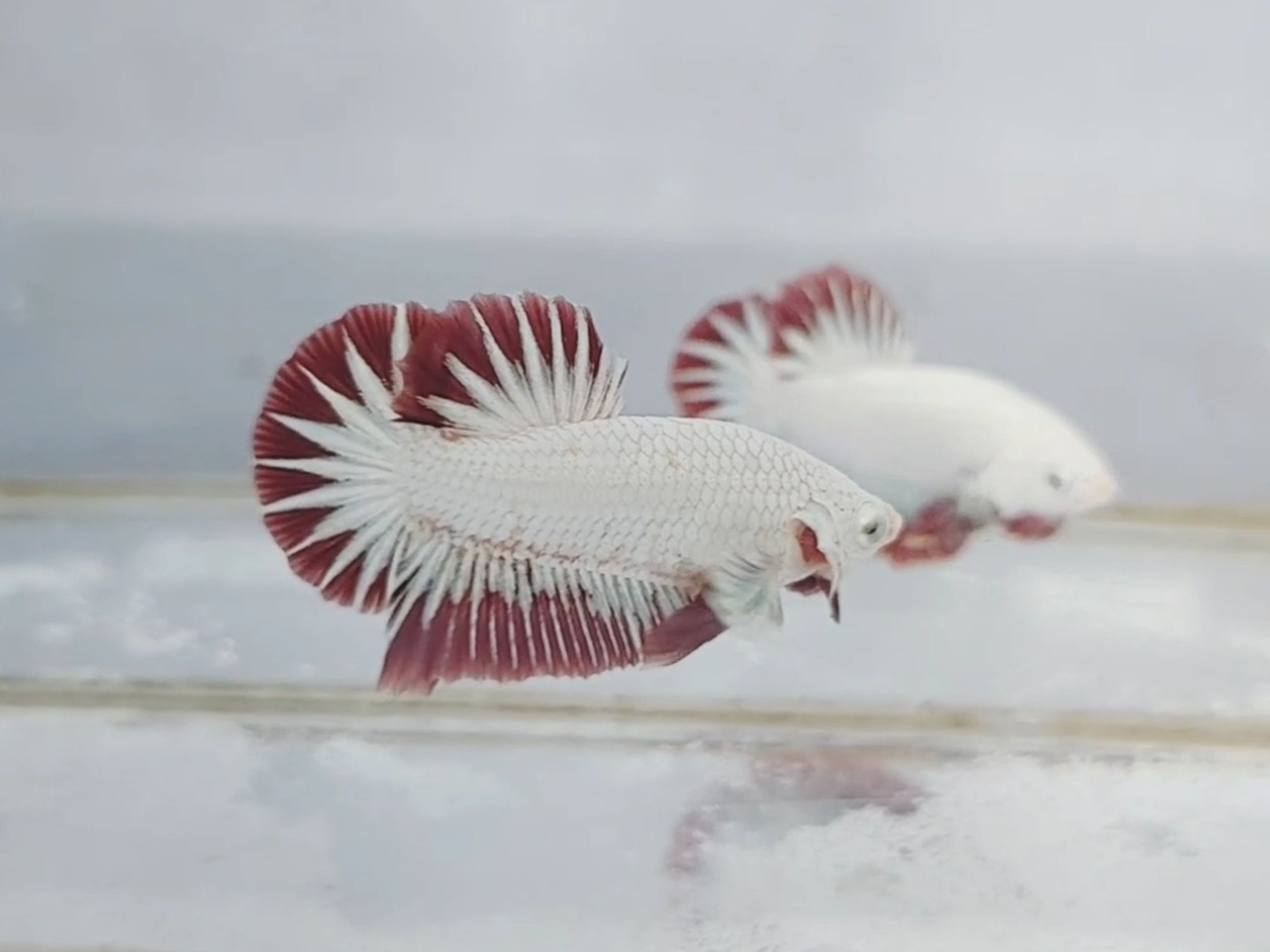 Red Dragon Snow White