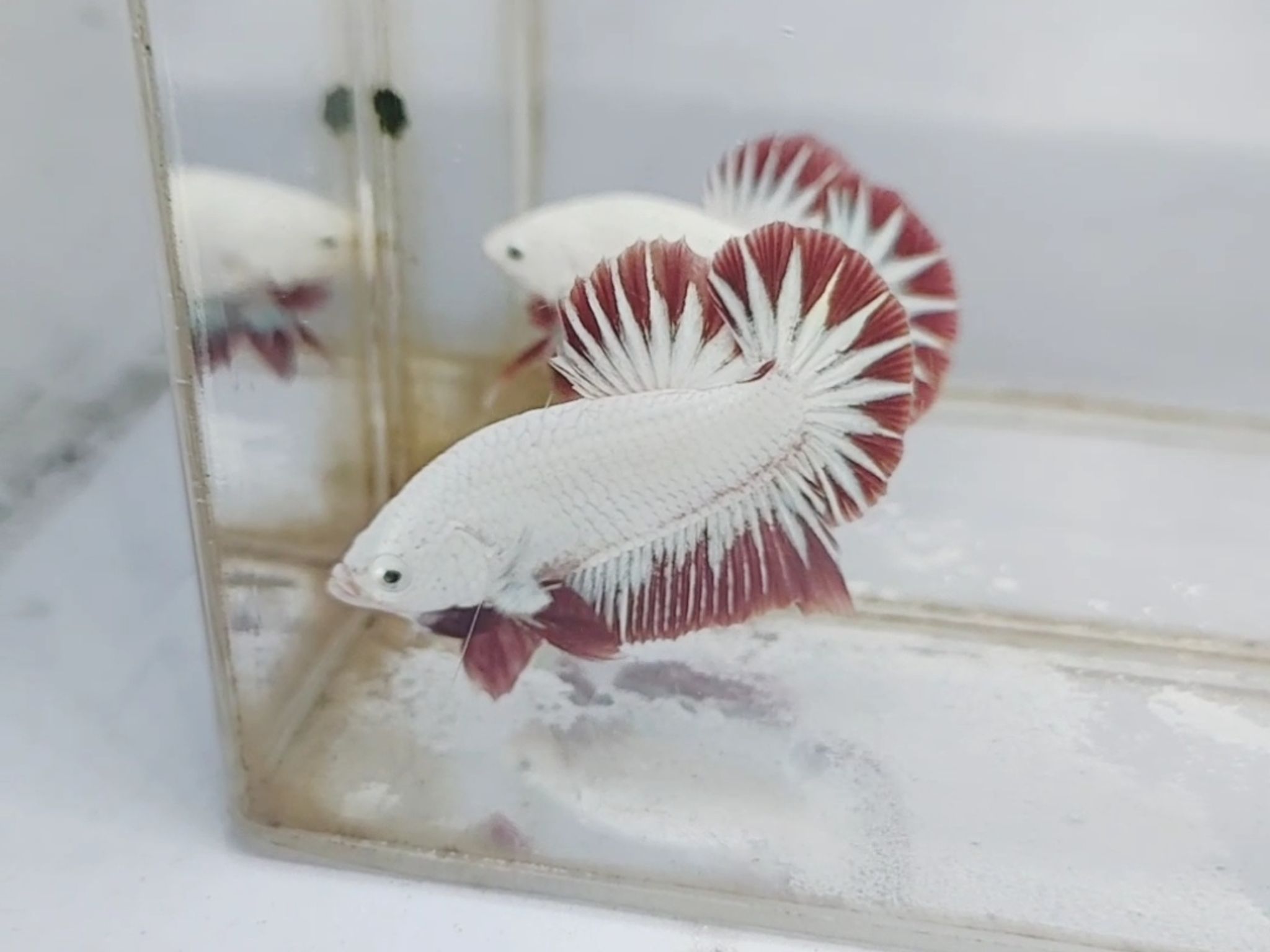 Red Dragon Snow White