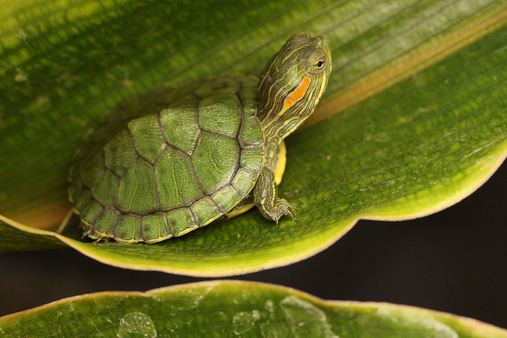 Red Earred Slider
