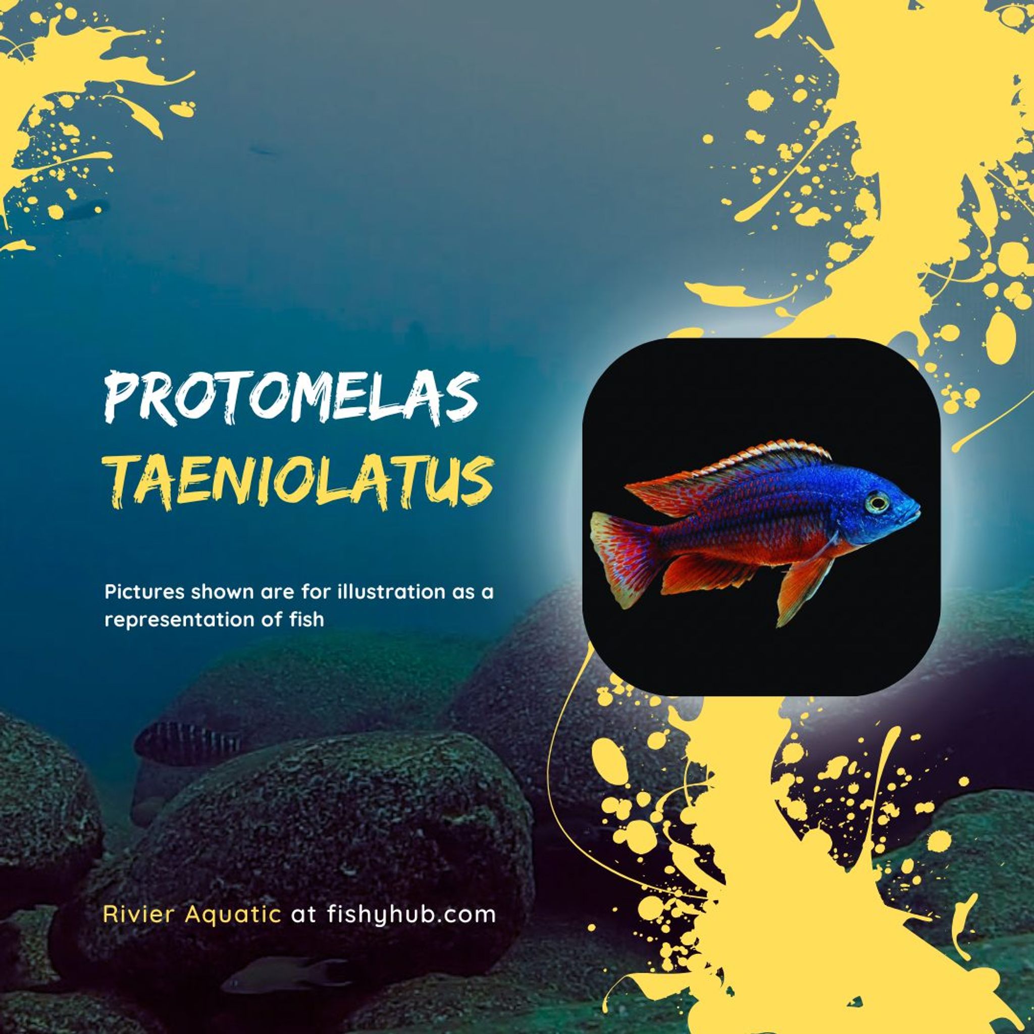 Red Empress Cichlid (Protomelas Taeniolatus)