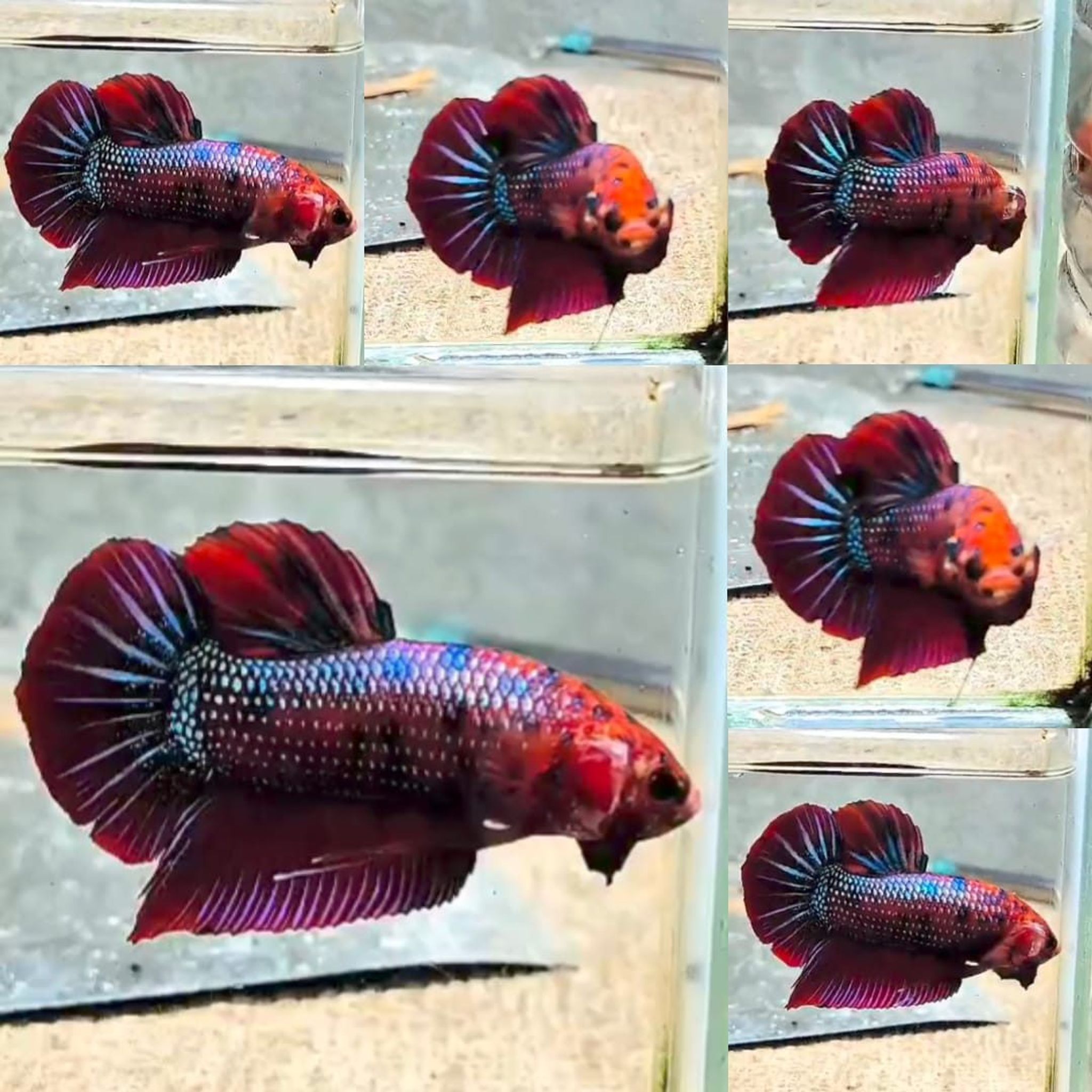 Red Fancy Giant Betta (Male)
