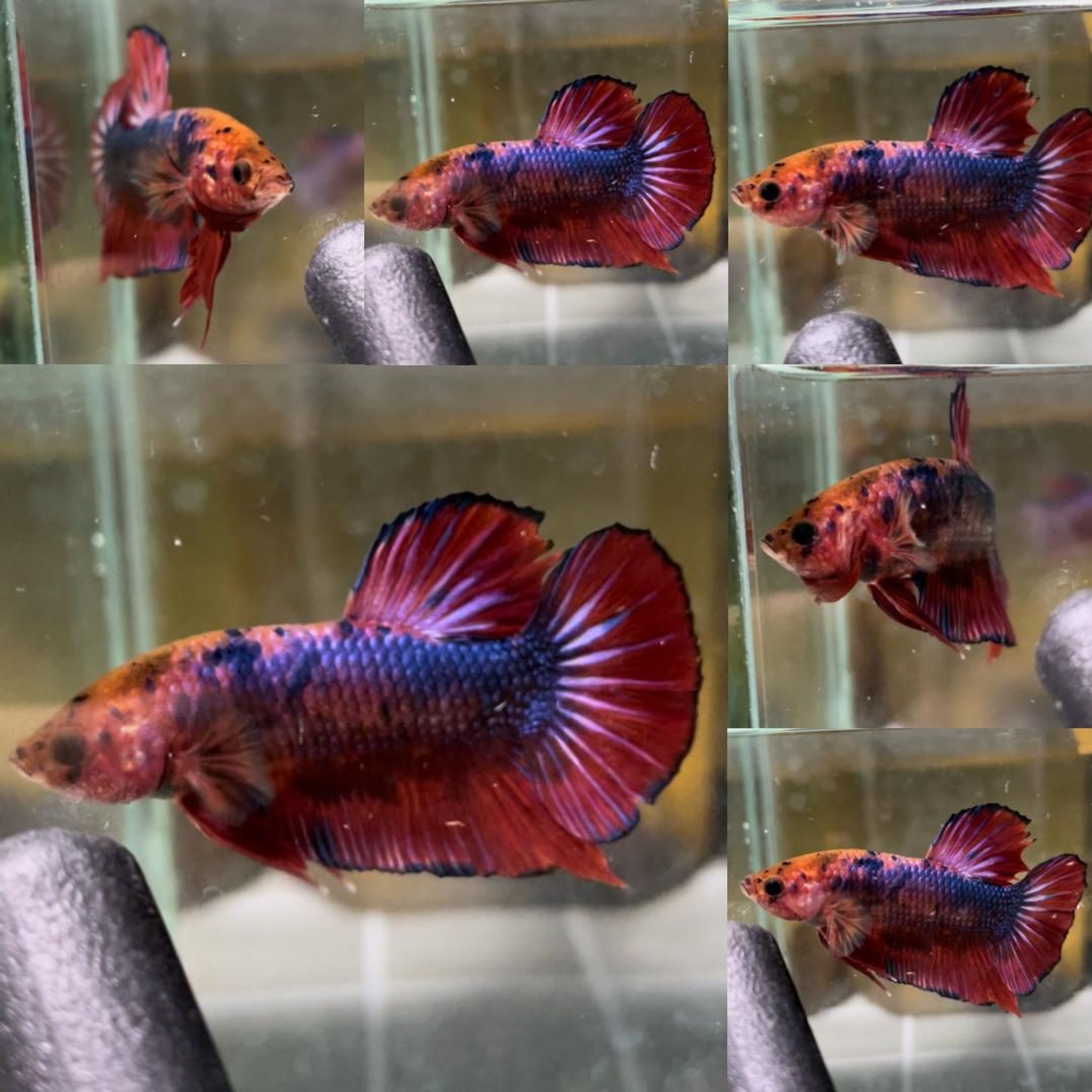 Red Fancy Giant Betta (Male)