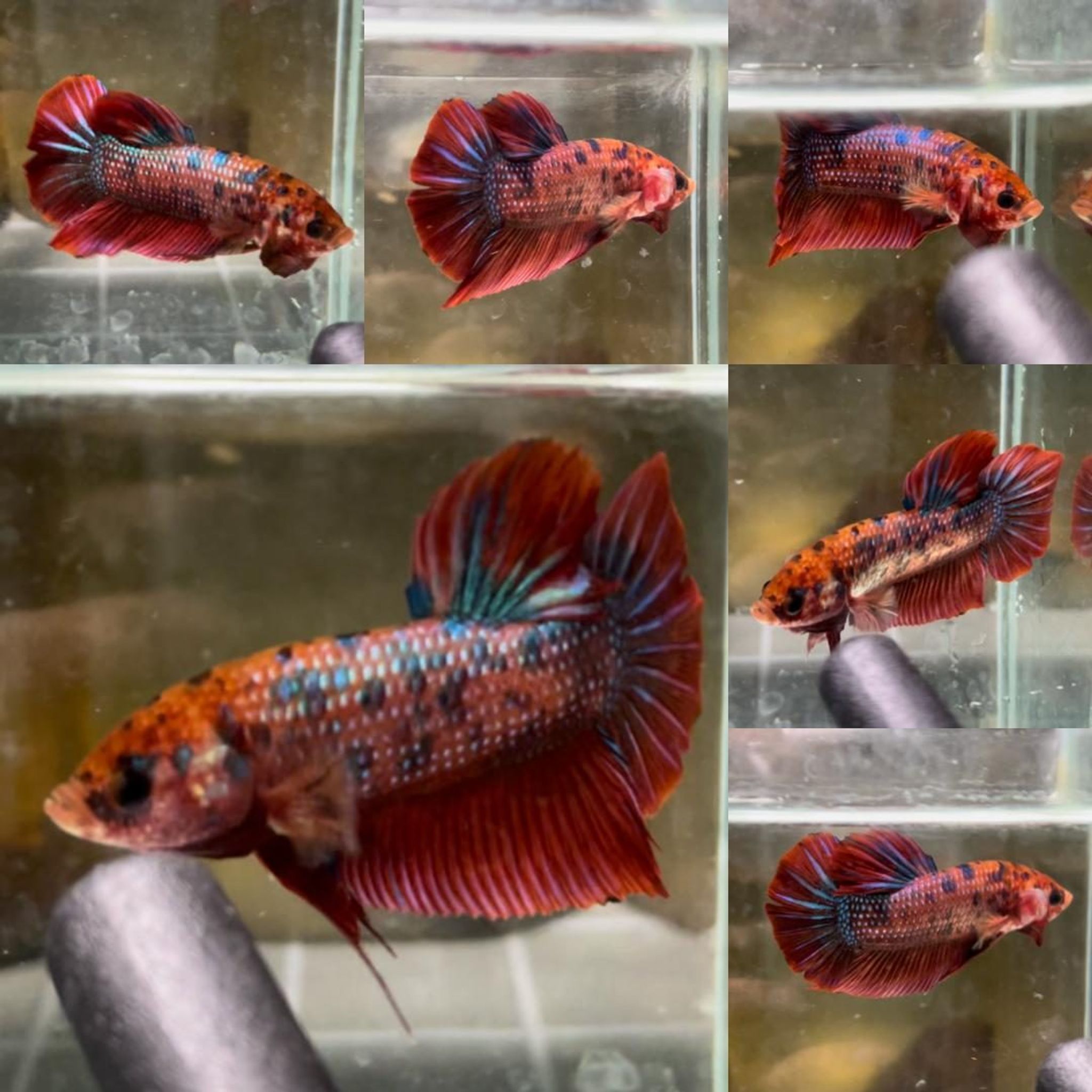 Red Fancy Giant Betta (Male)