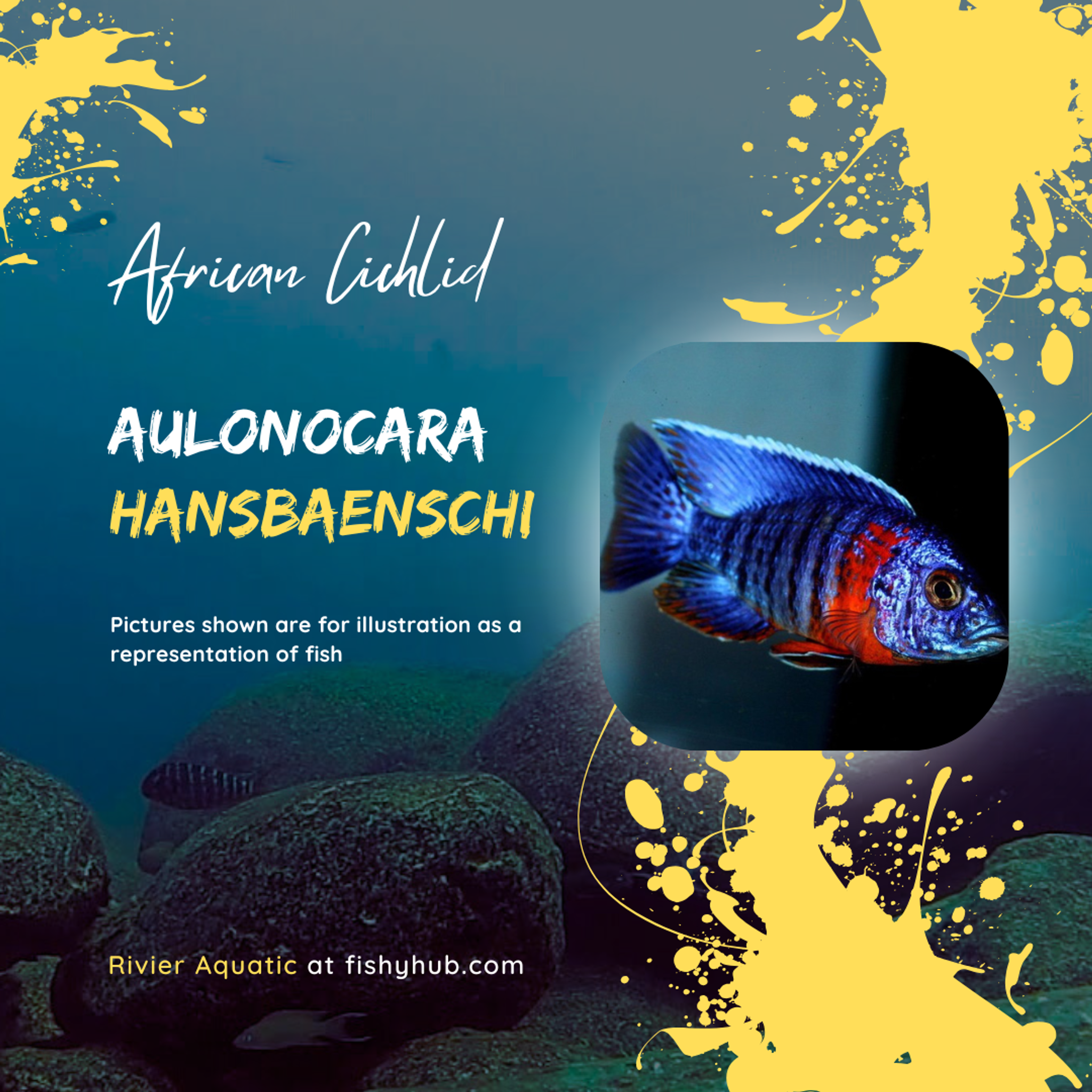 Red Flush Peacock (Aulonocara Hansbaenschi)
