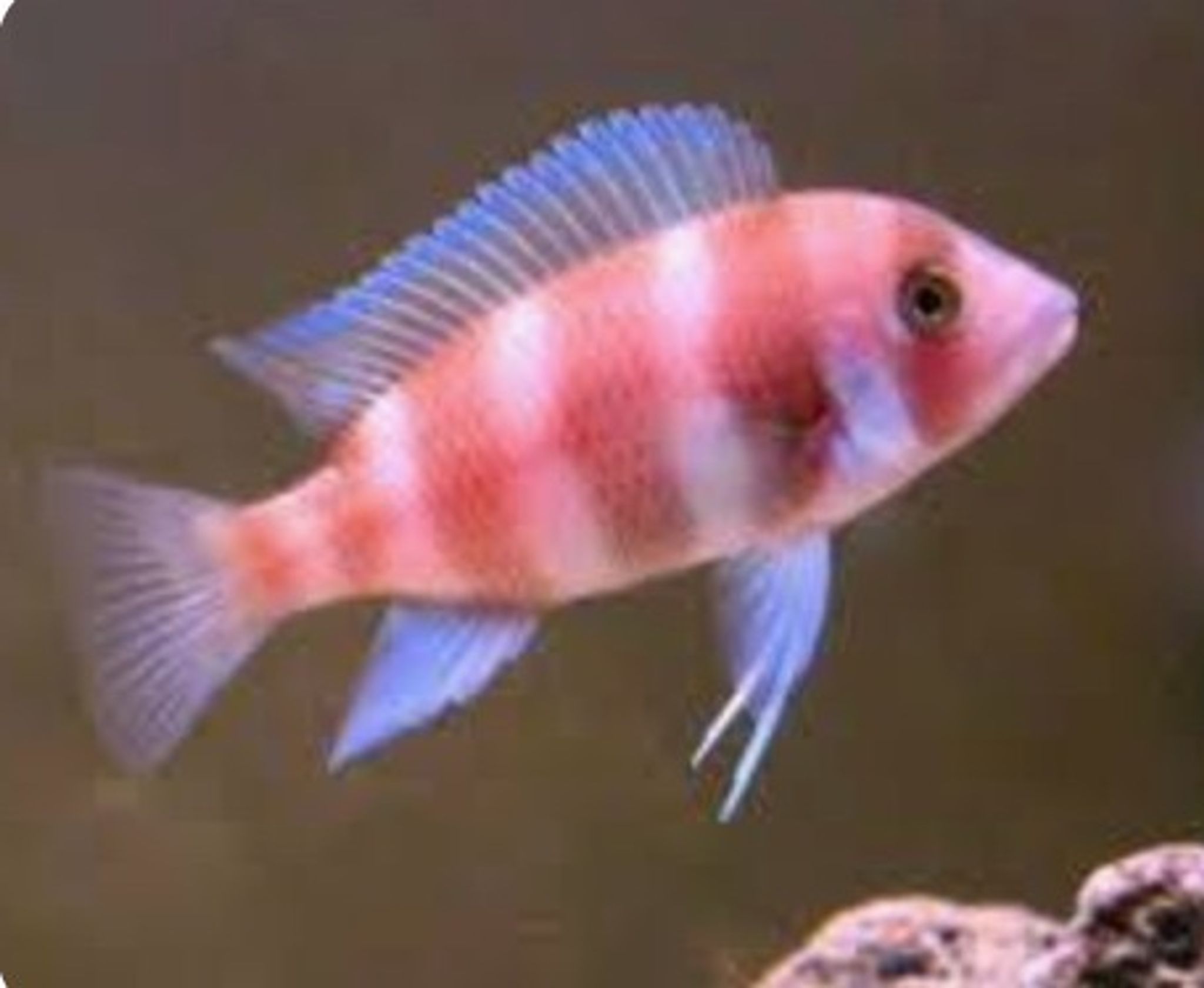 Red Frontosa 3-4cm