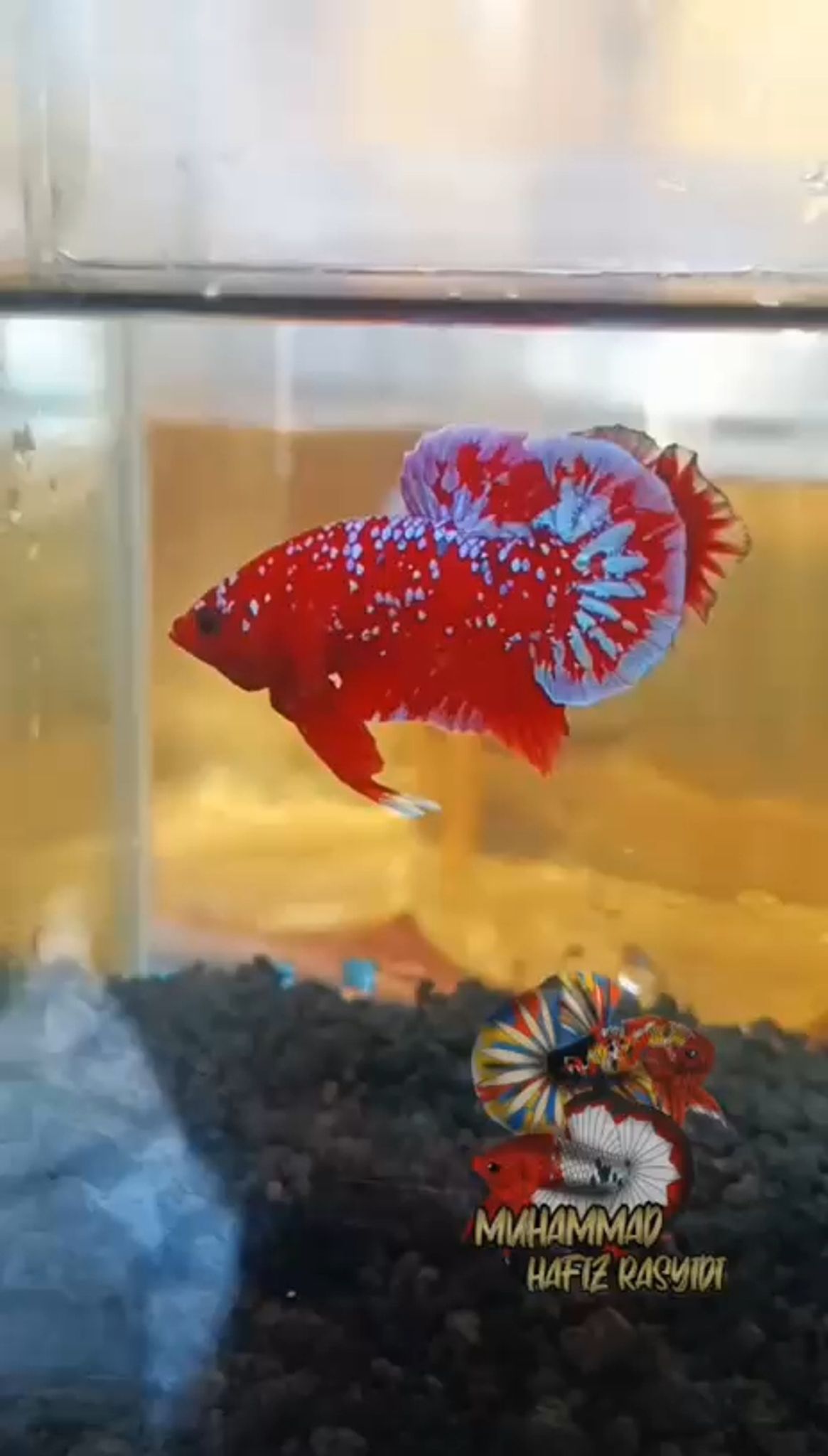Red Gold Galaxy