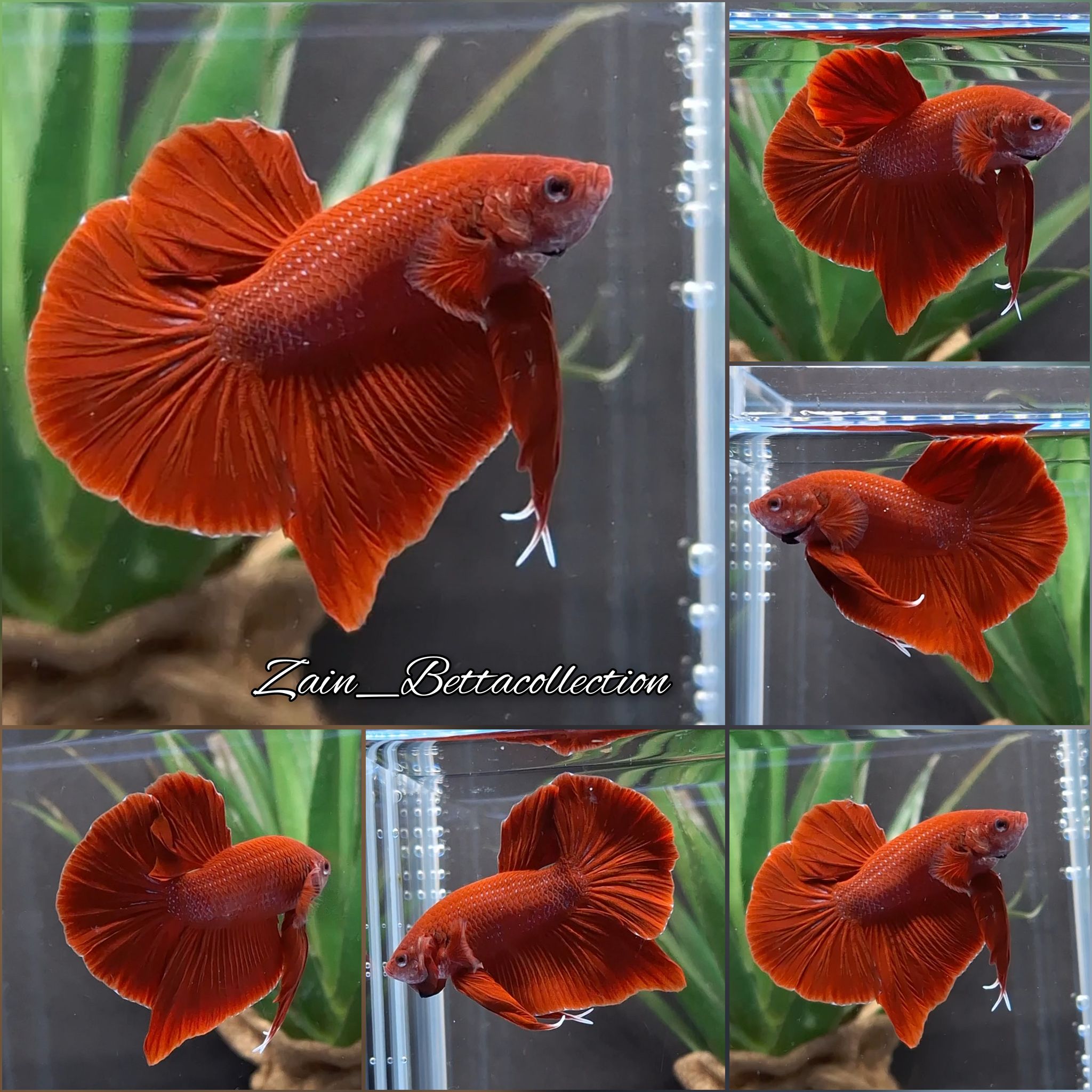 Higher Care Red HMPK Betta Fish