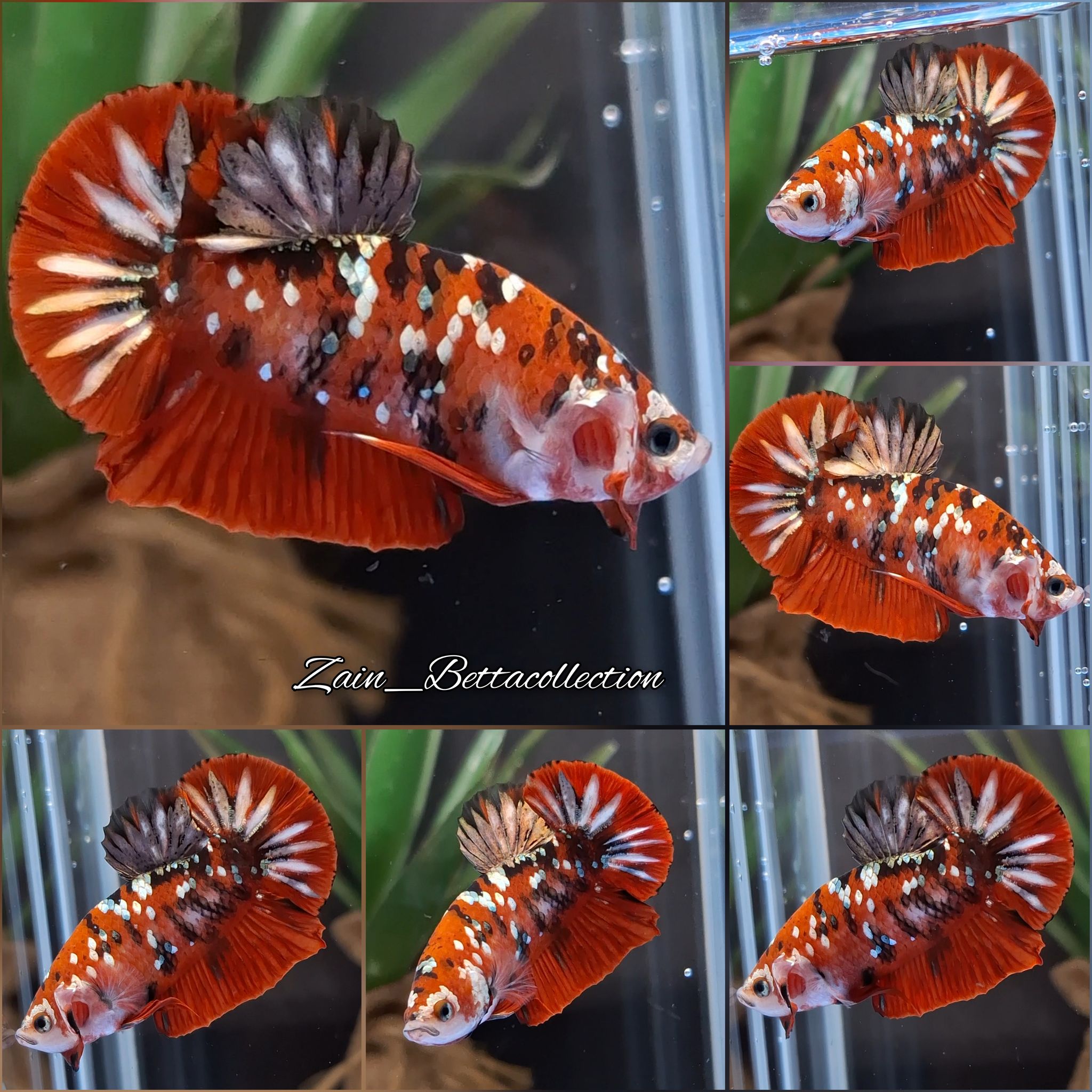 Higher Care Red Koi Galaxy Copper Gold RKC Betta Fish