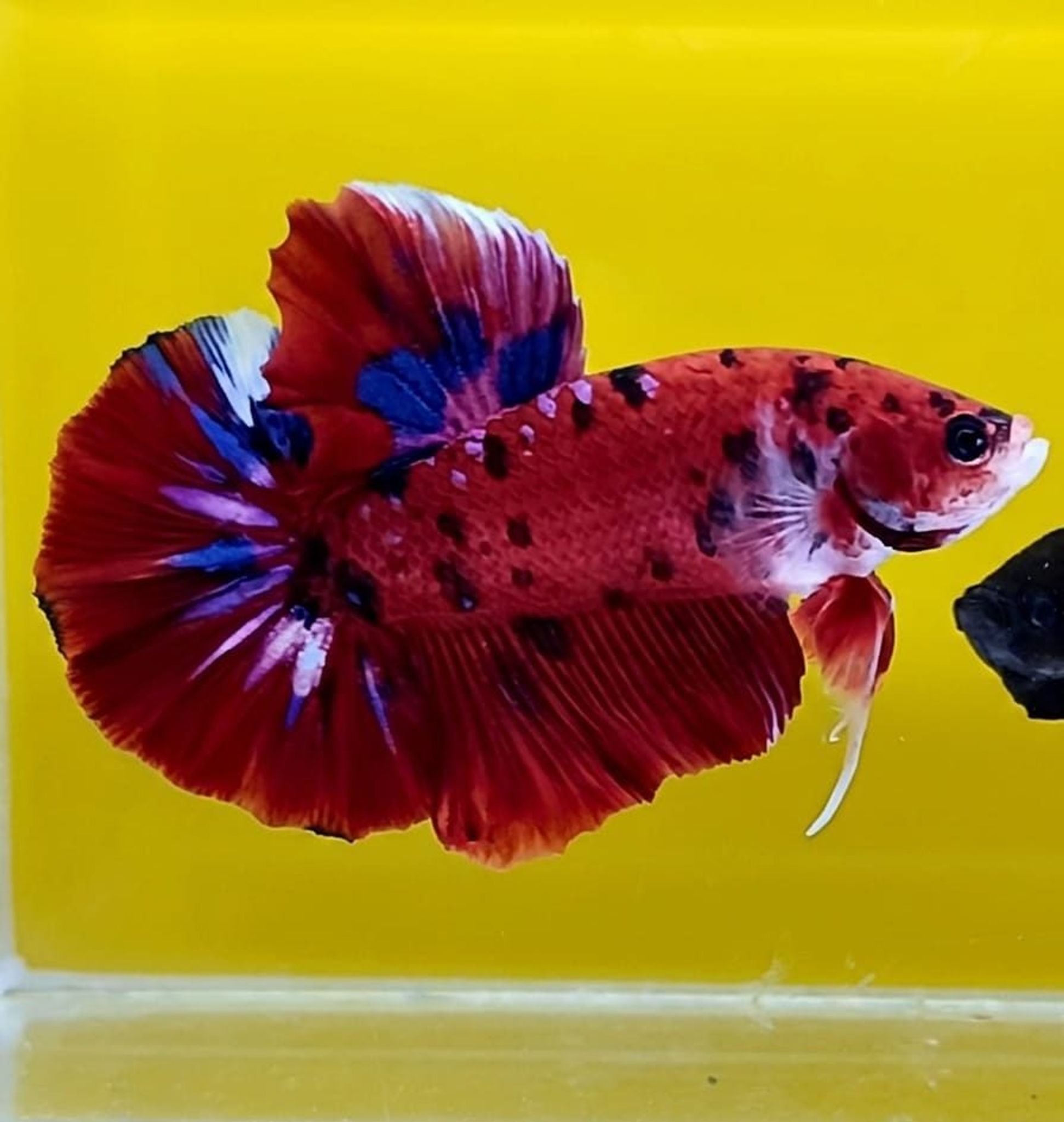 Red Koi Giant Betta (Male)