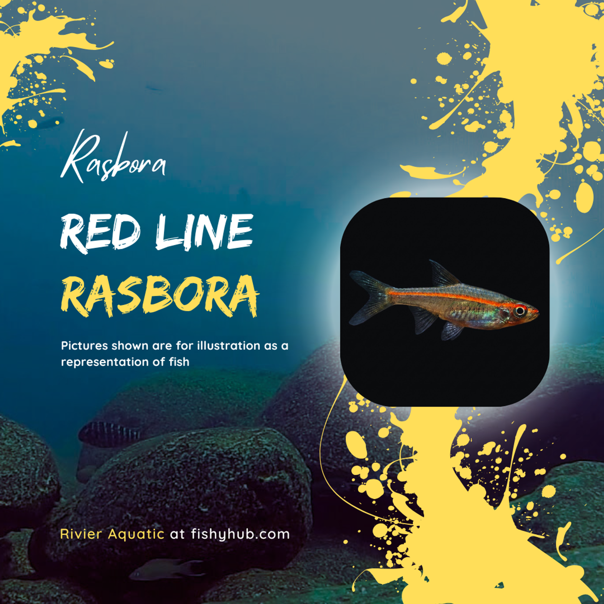 Red Line Rasbora (Trigonopoma Pauciperforatum)