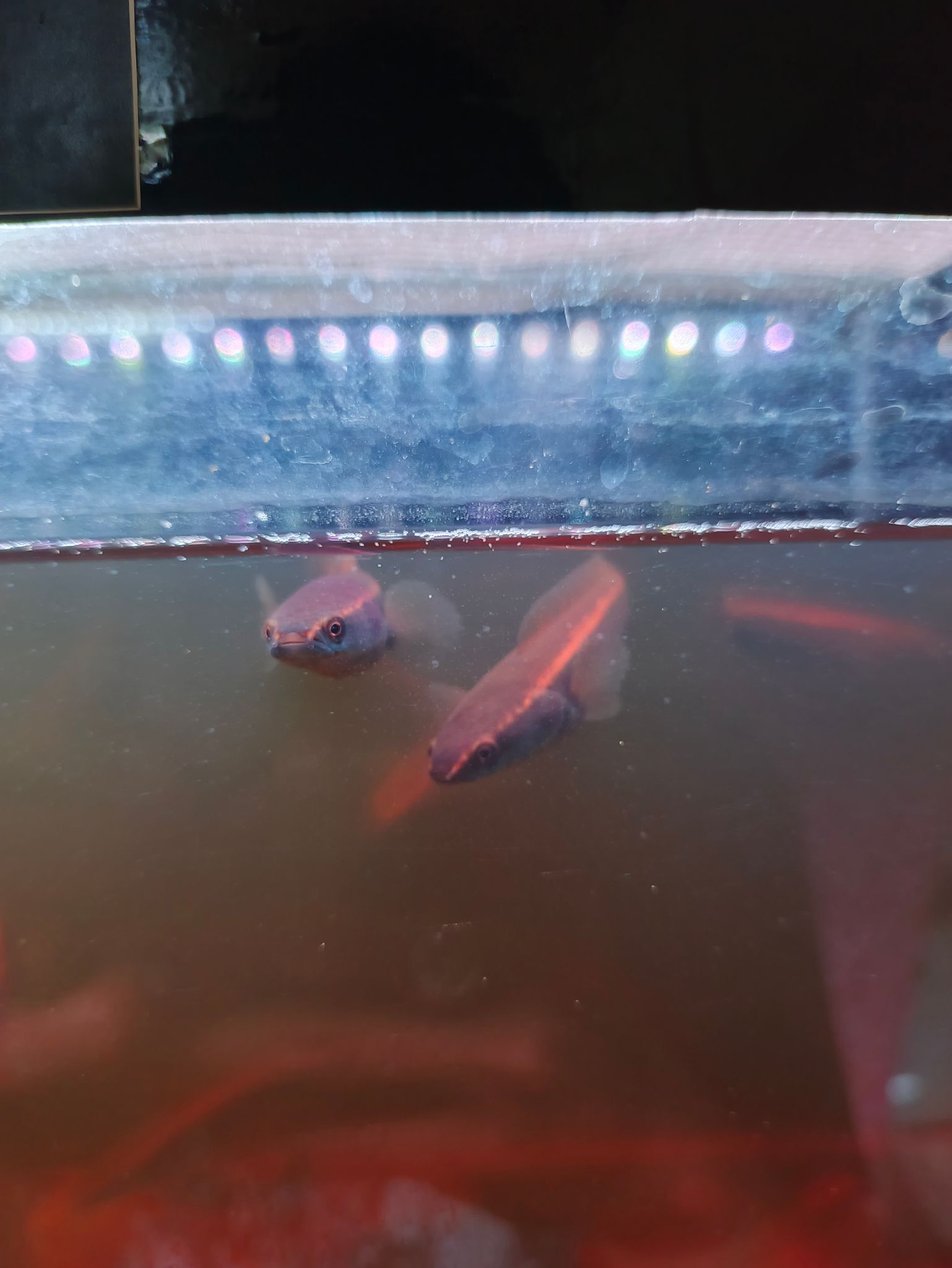 Channa Red Maruliodes (BAUNG lake/SBK) super red