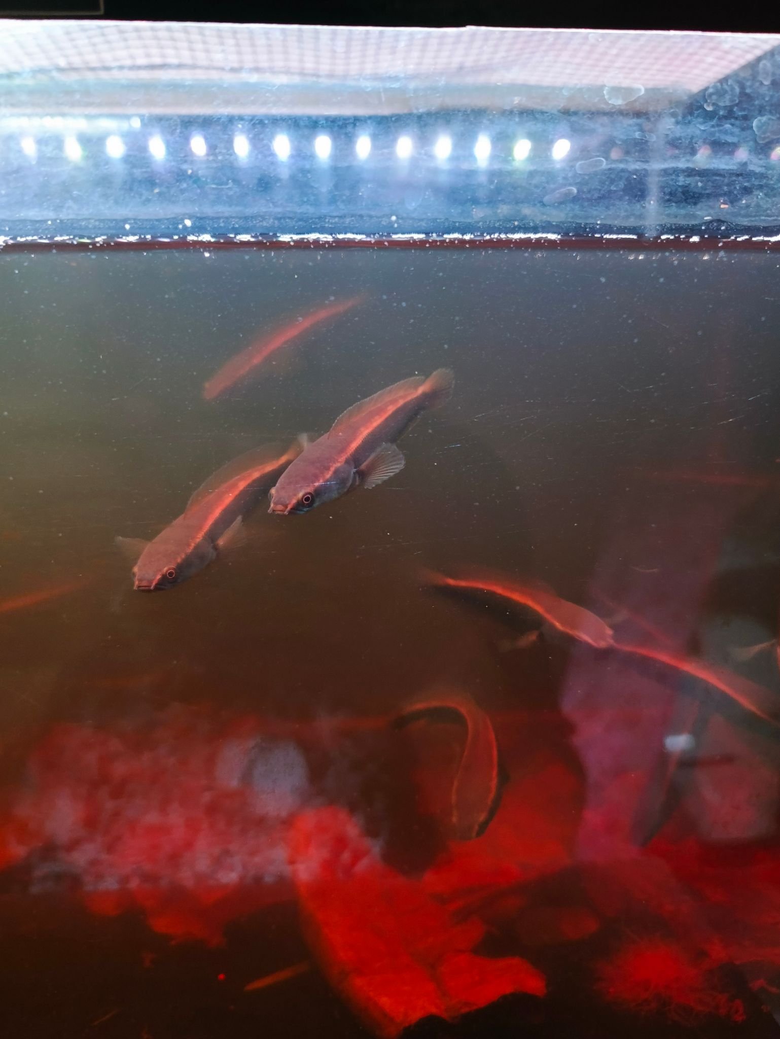 Channa Red Maruliodes (BAUNG lake/SBK) super red