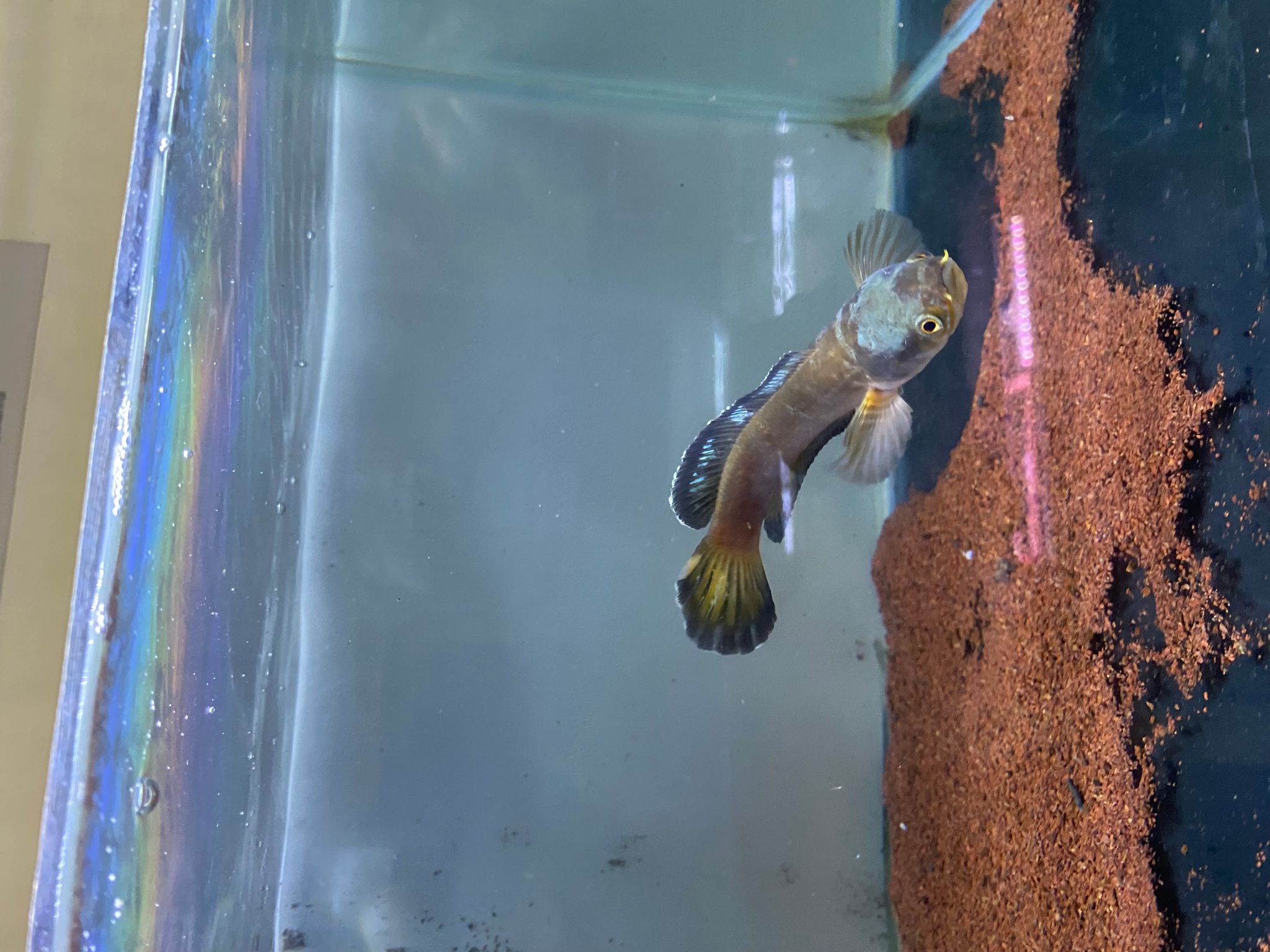 Red Mosaic Calico