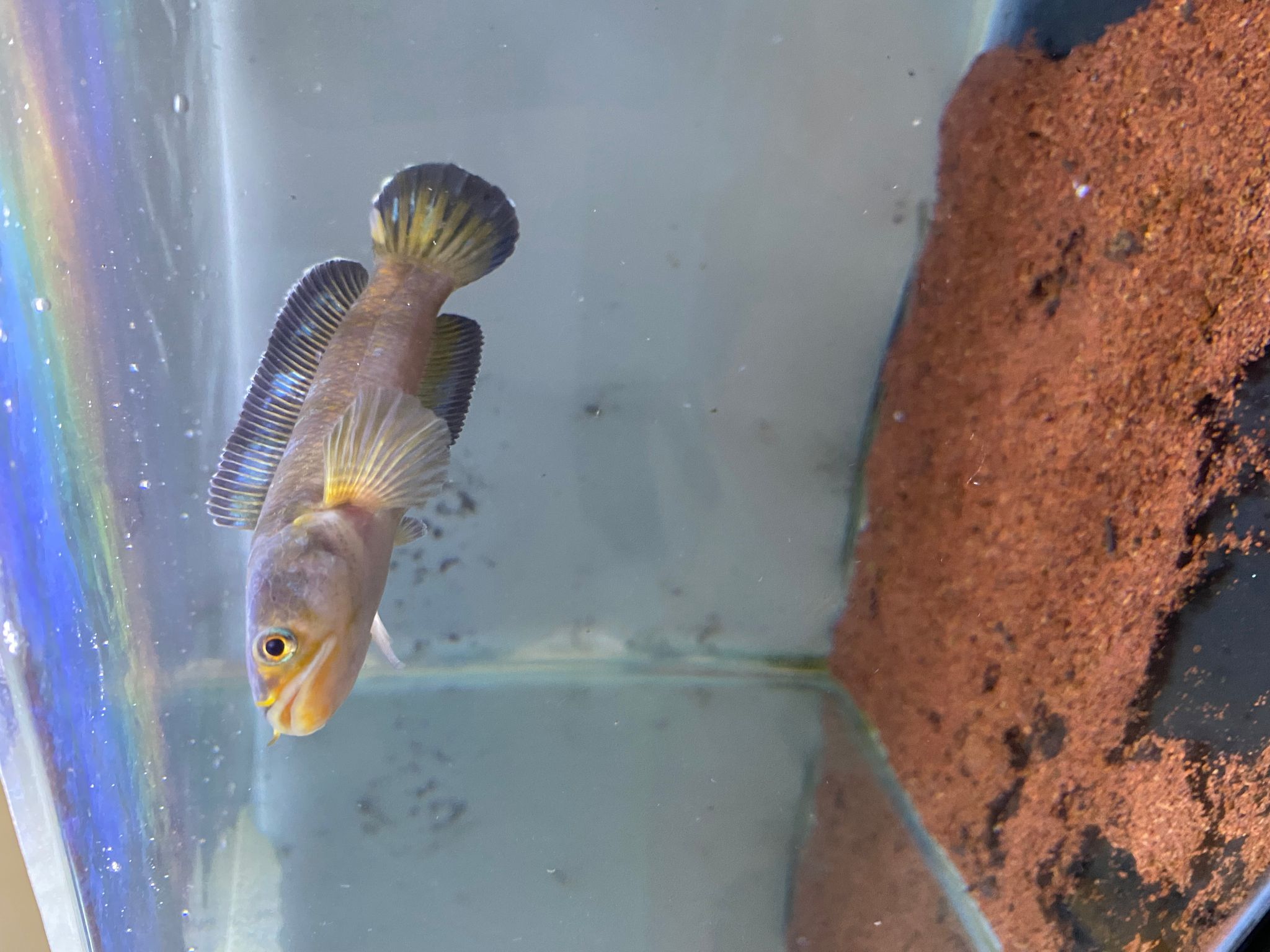Red Mosaic Calico