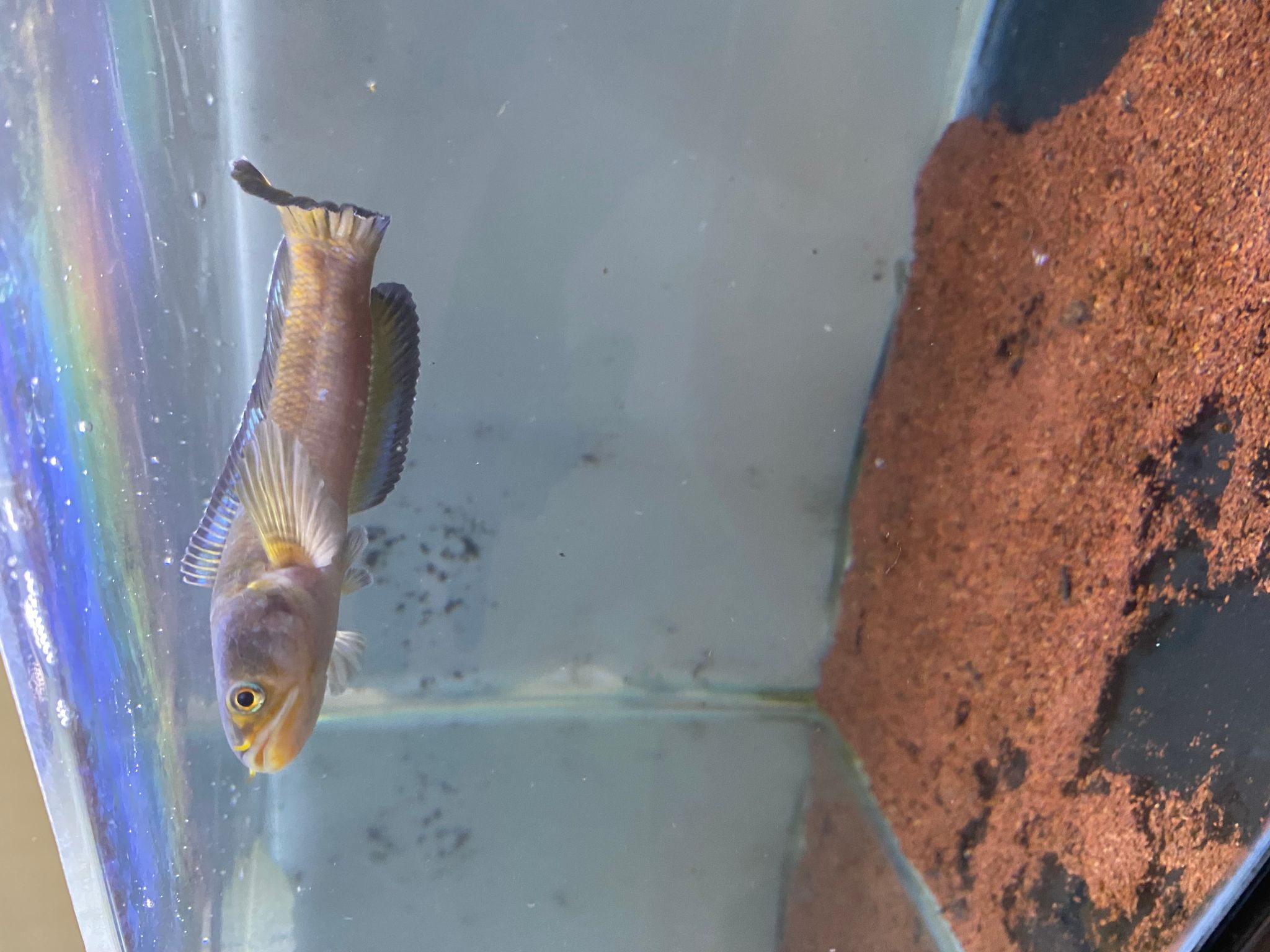Red Mosaic Calico