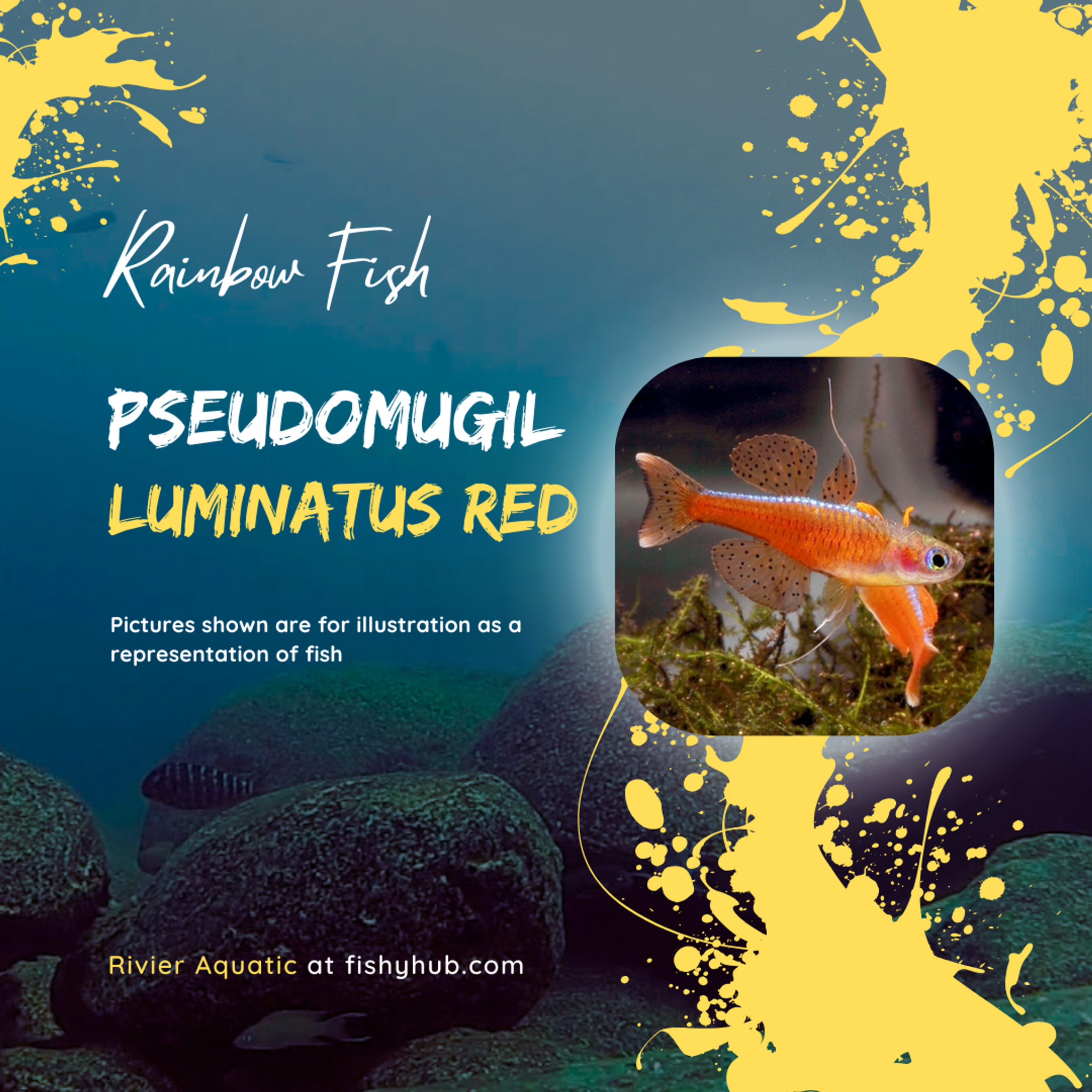 Red Neon Blue Eye Rainbowfish (Pseudomugil luminatus "Red")