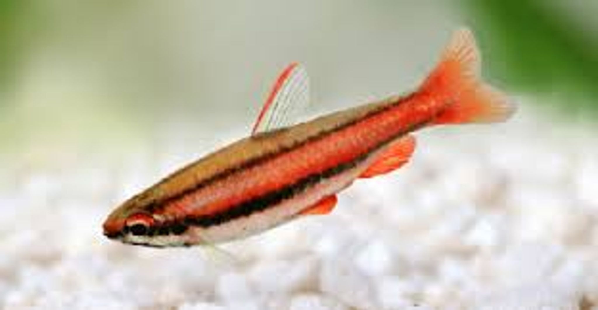 Red Pencilfish ML
