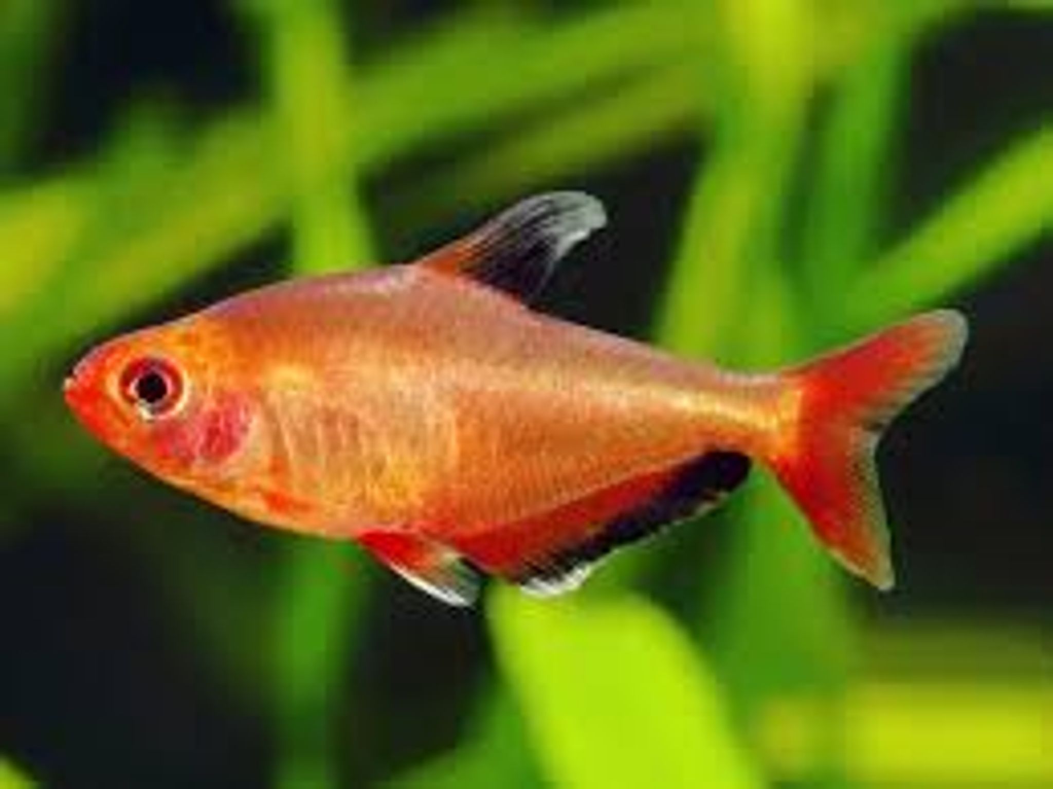 Red Phantom Tetra M