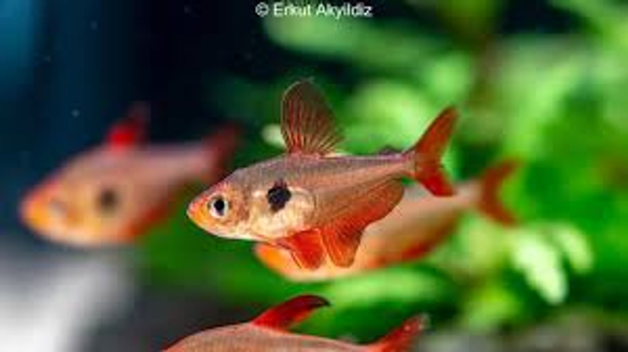 Red Phantom Tetra M