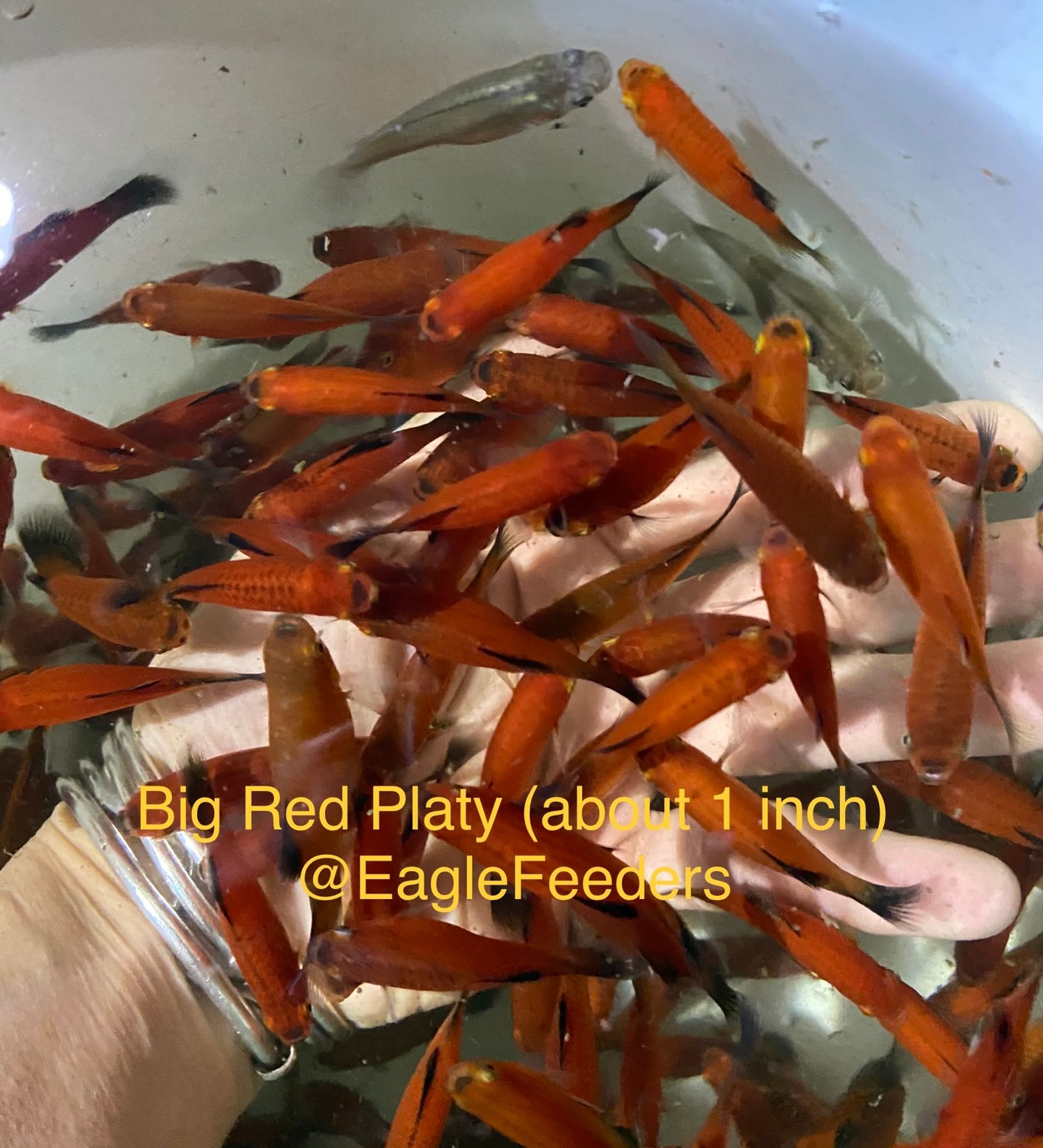 Red Platy live feeders (at least 1 inch)