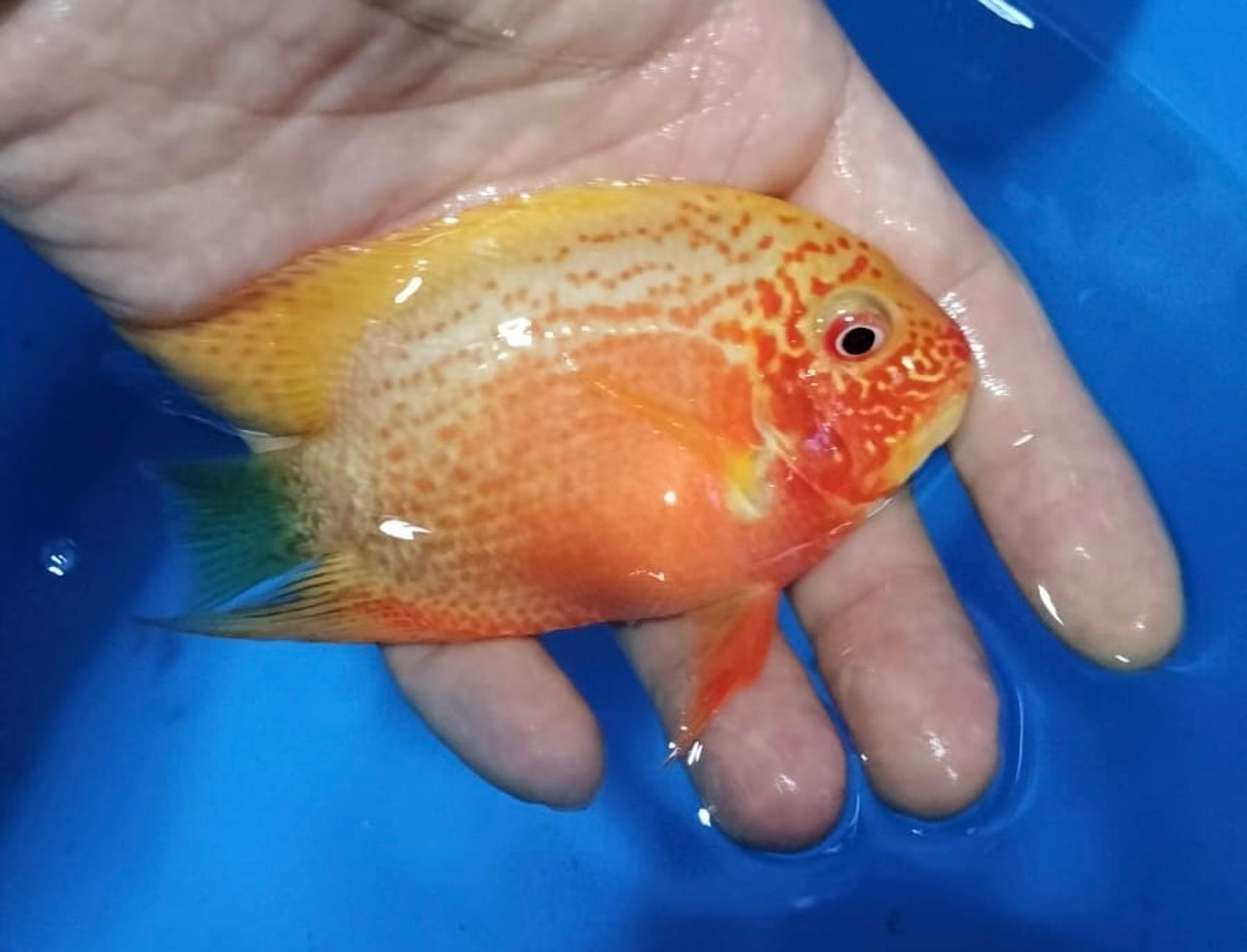 Red Polo (Red spotted Severum cichlid)