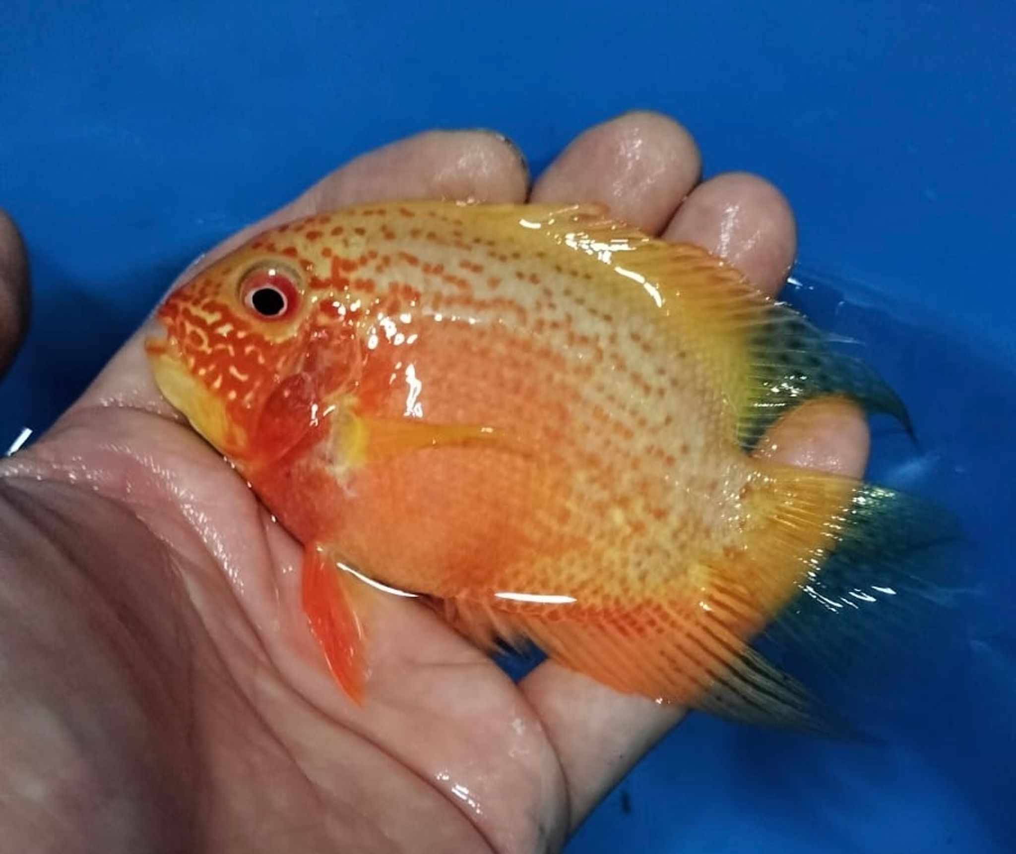 Red Polo (Red spotted Severum cichlid)