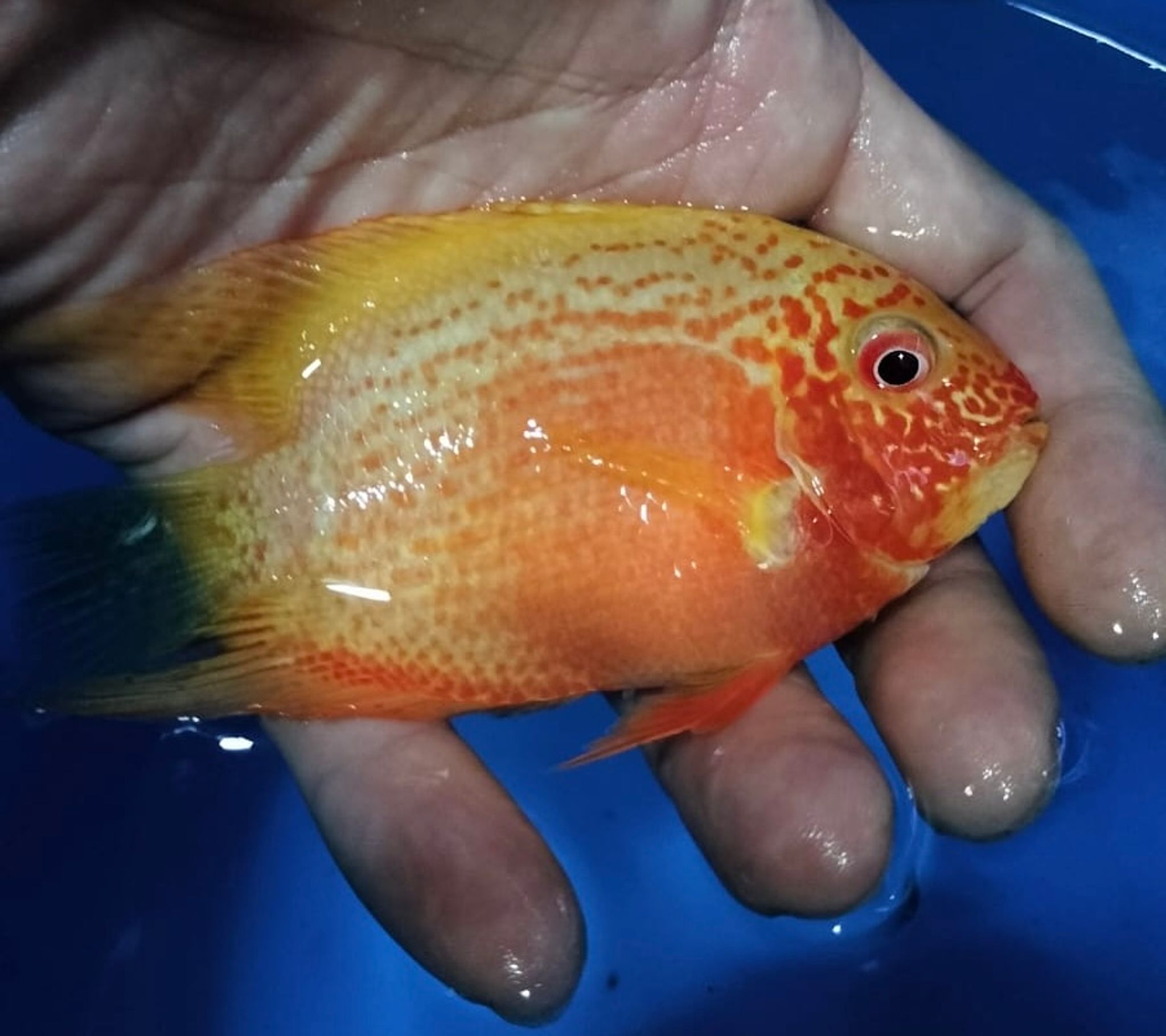 Red Polo (Red spotted Severum cichlid)