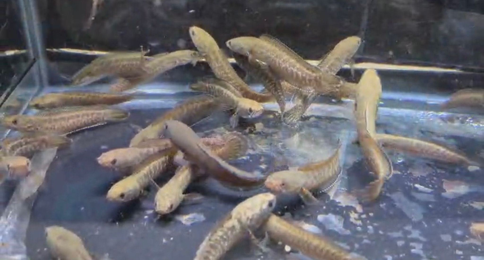 Red Rainbow Bleheri Snakehead