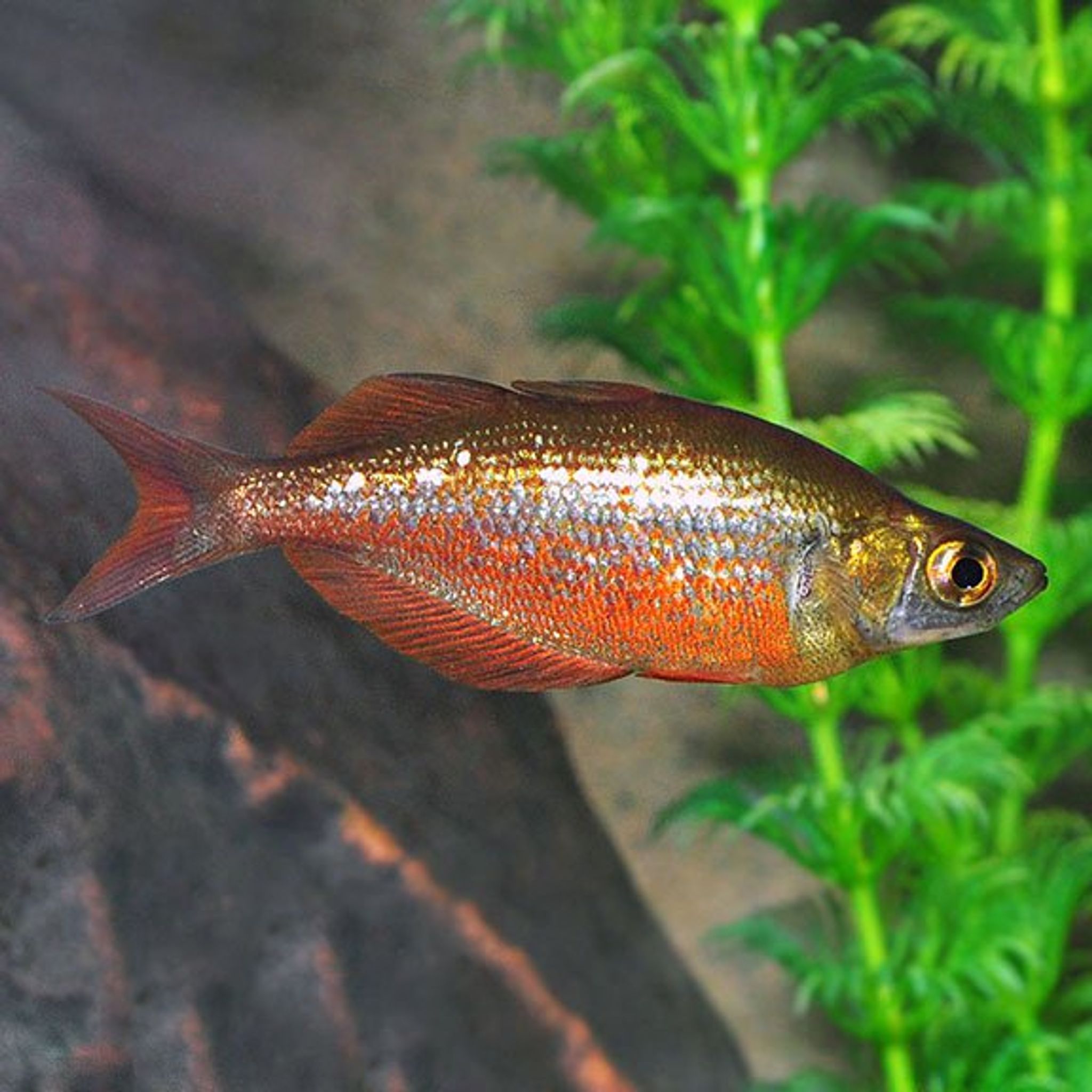 Red Rainbow Fish ML
