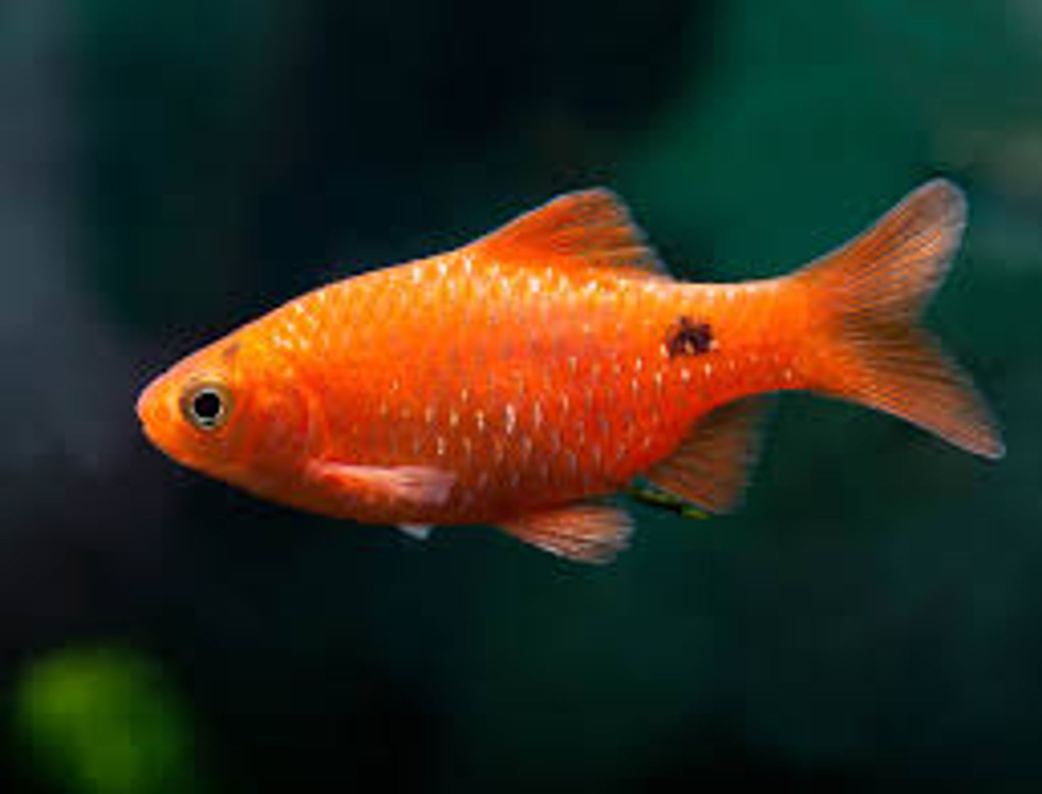 Red Rosy Barb