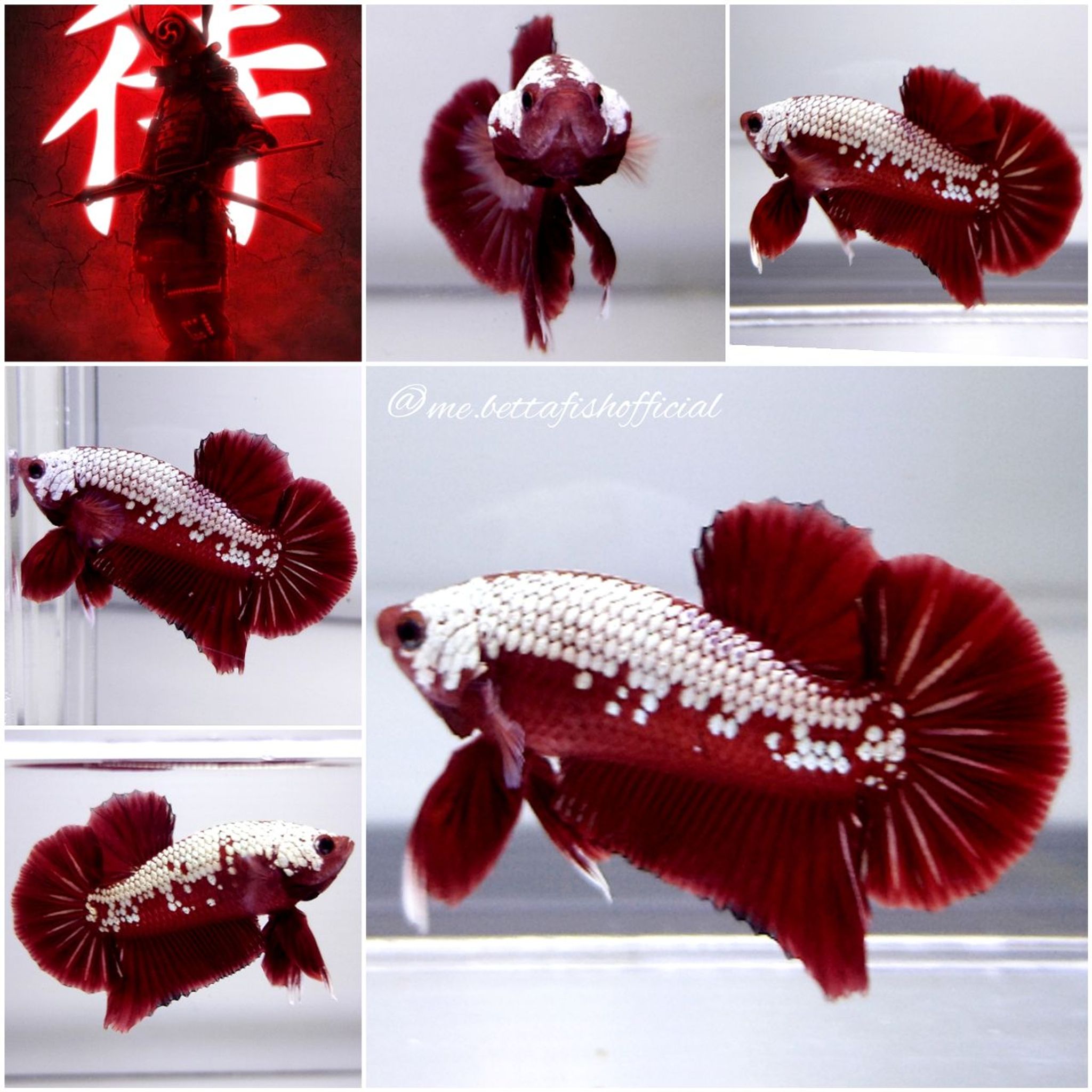 Red Samurai