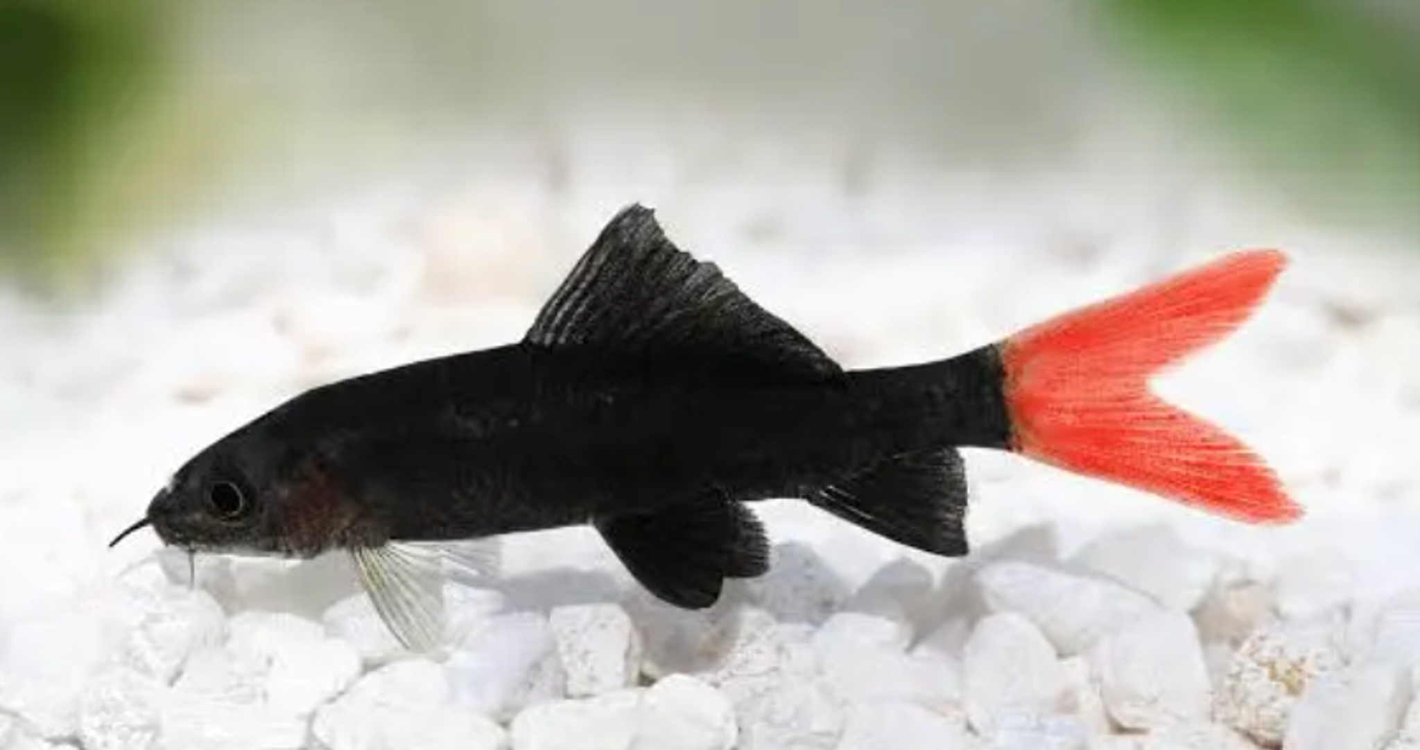 Red Tail Black Shark