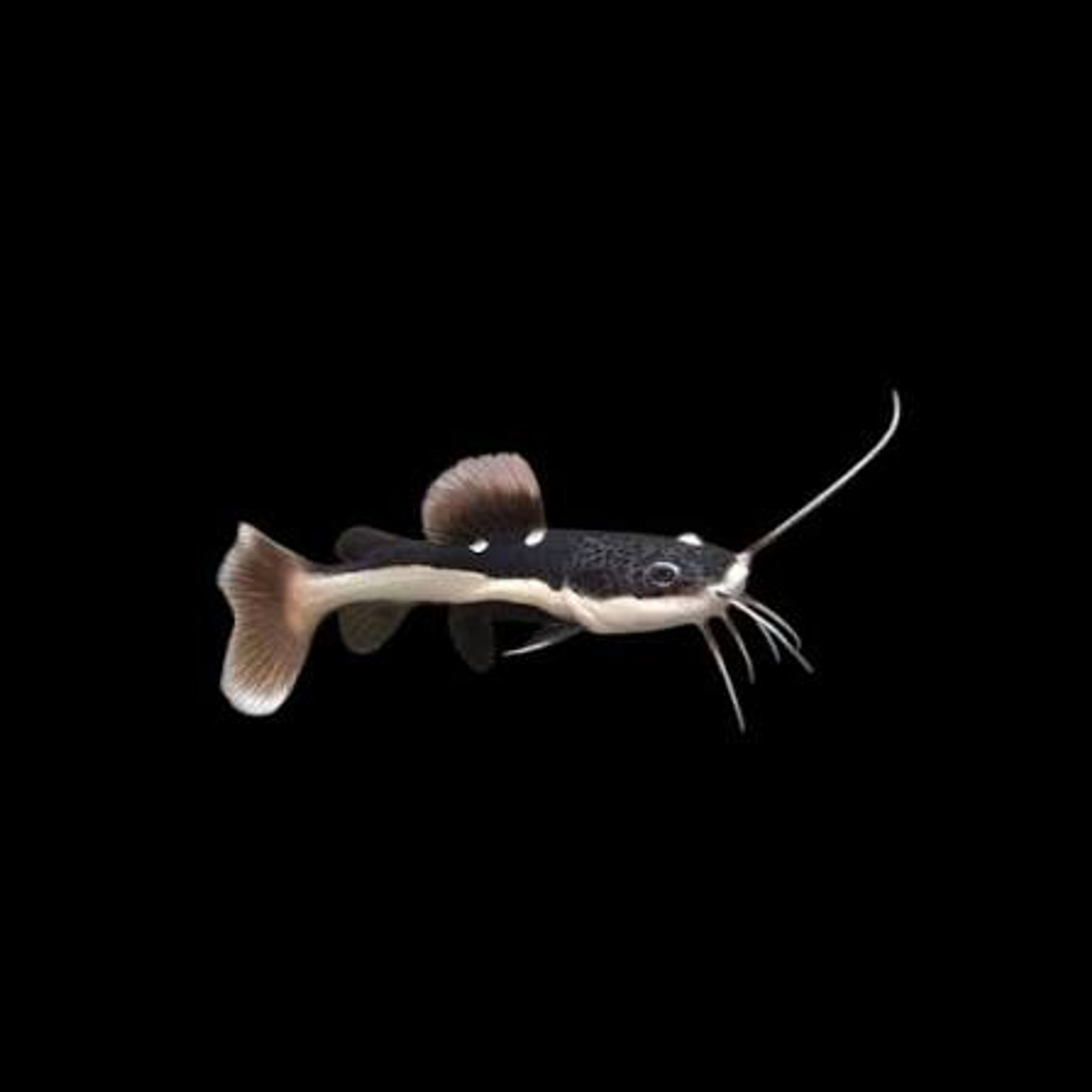Red Tail Catfish