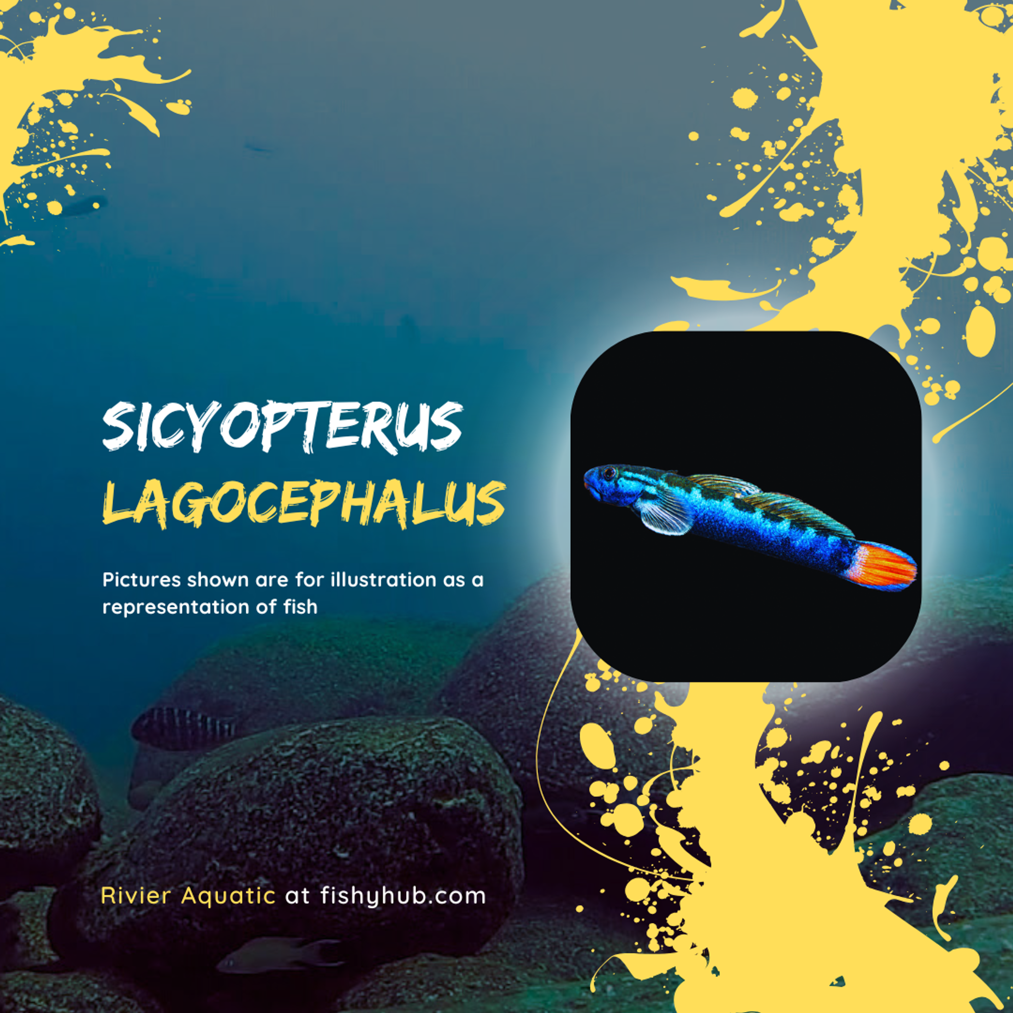 Red Tailed Goby (Sicyopterus Lagocephalus)