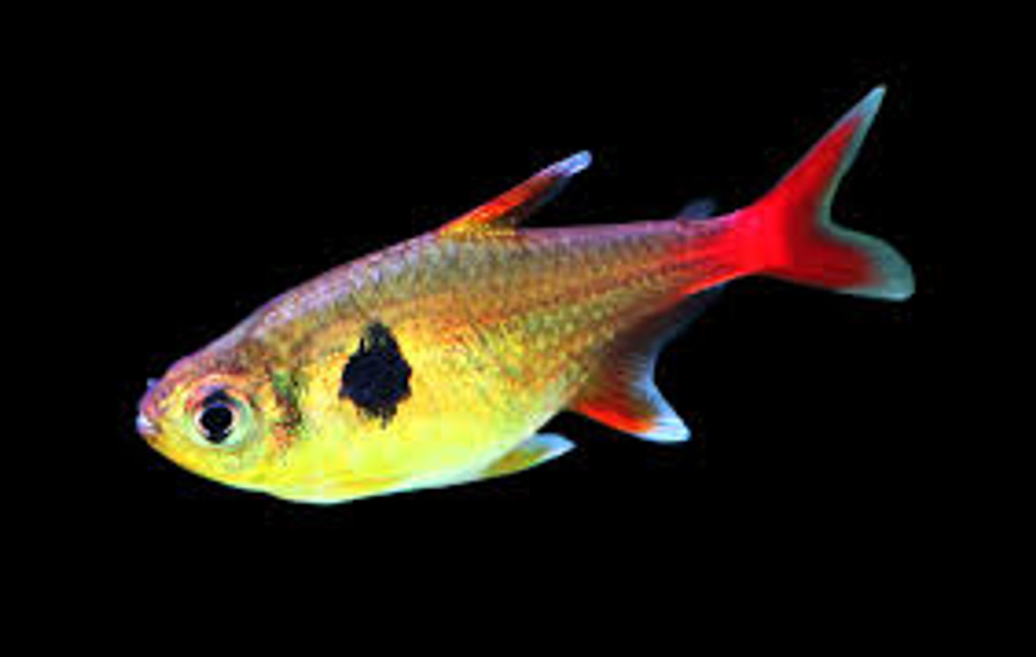 Red Tailed Yellow Phantom Tetra M