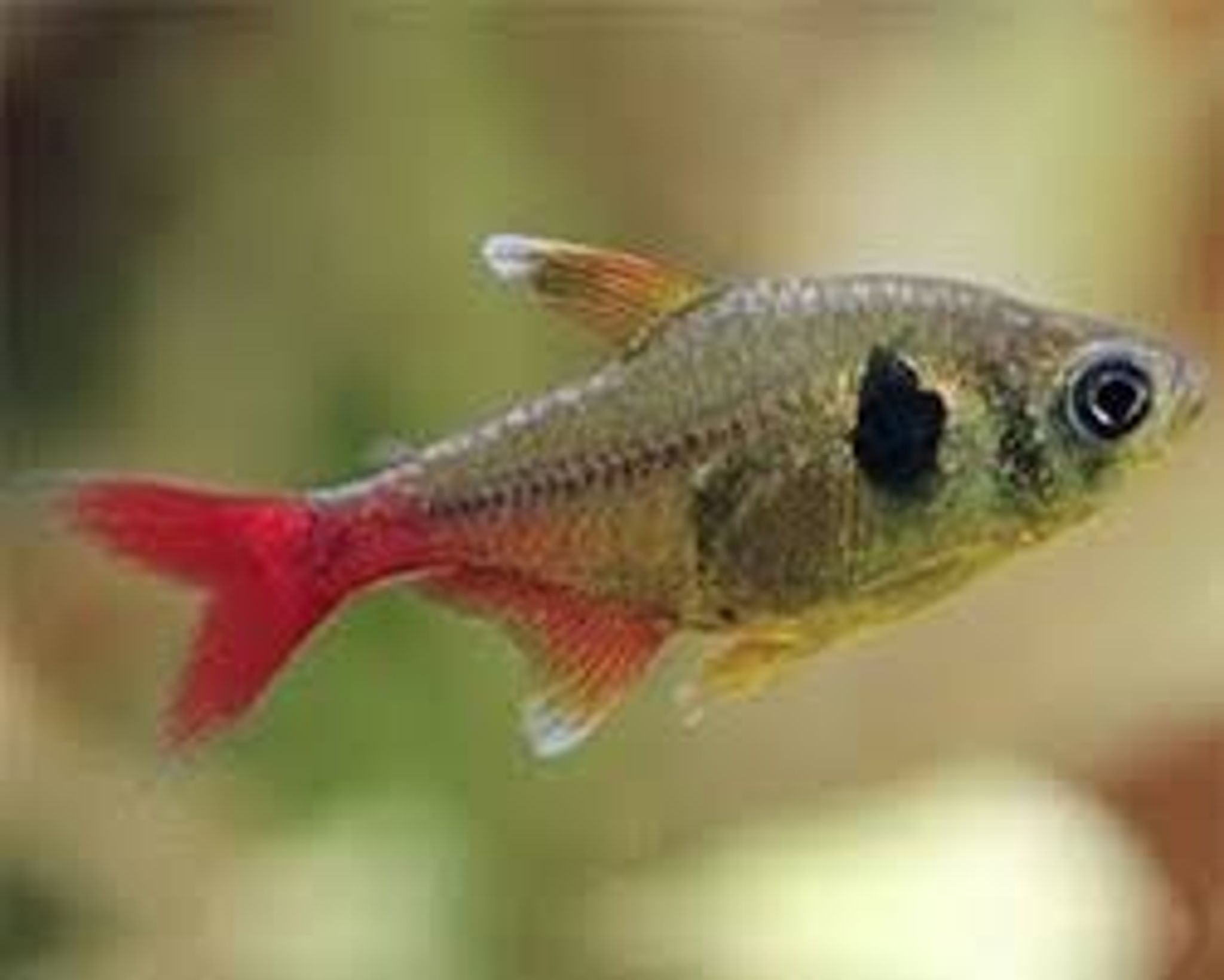 Red Tailed Yellow Phantom Tetra M