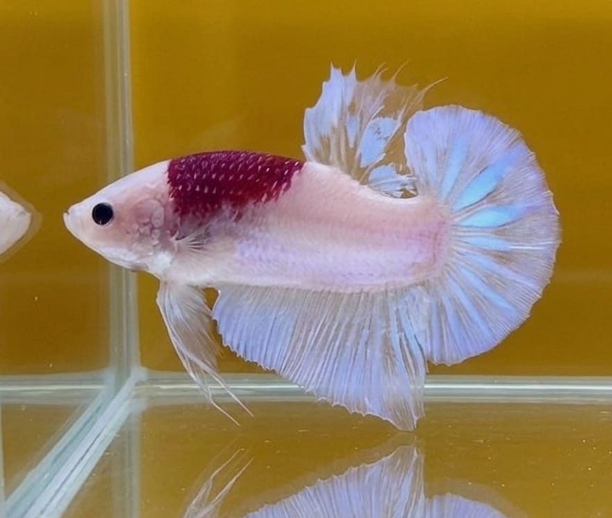 Red Tancho Giant Betta (Male)