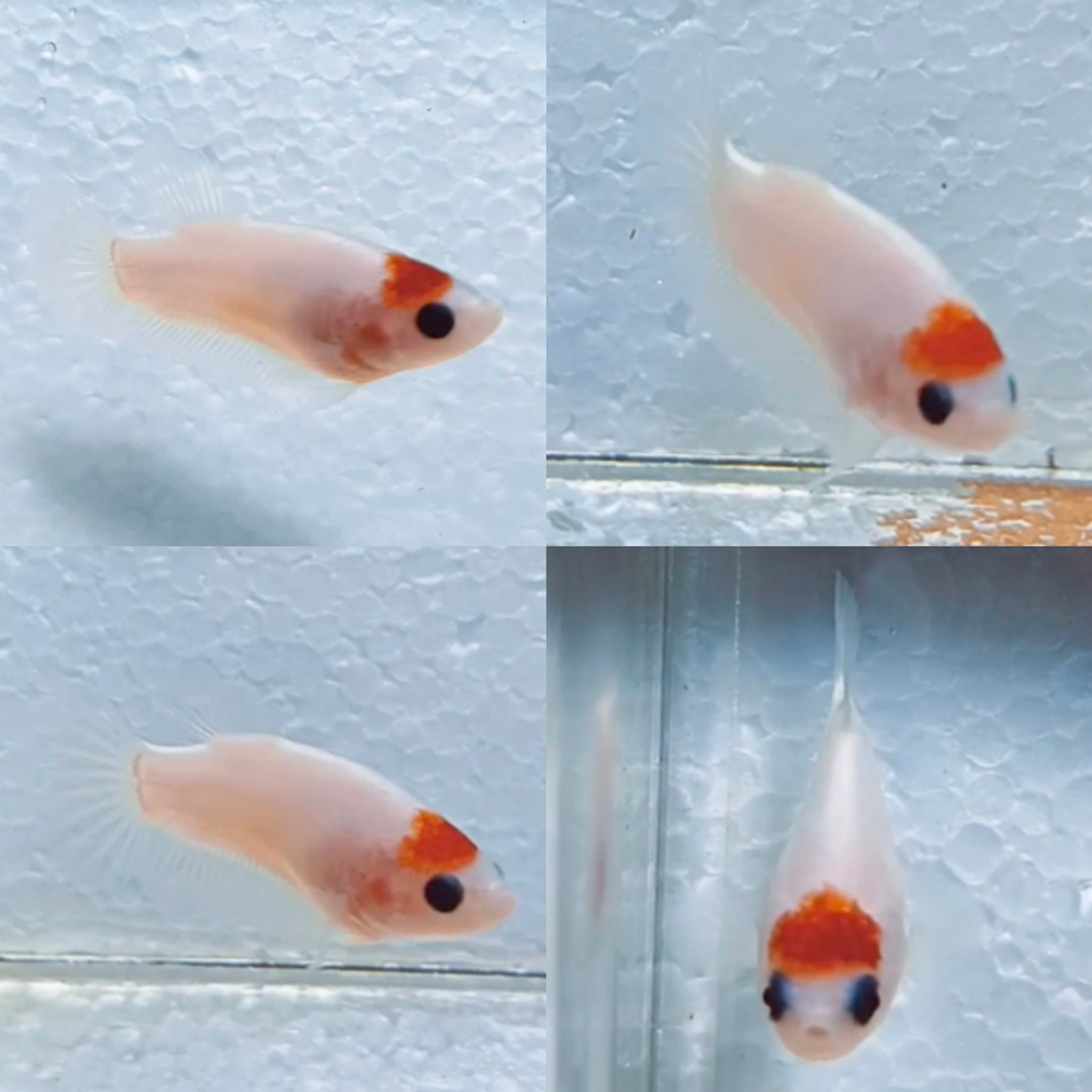 Red Tancho HMPK Betta (Female)