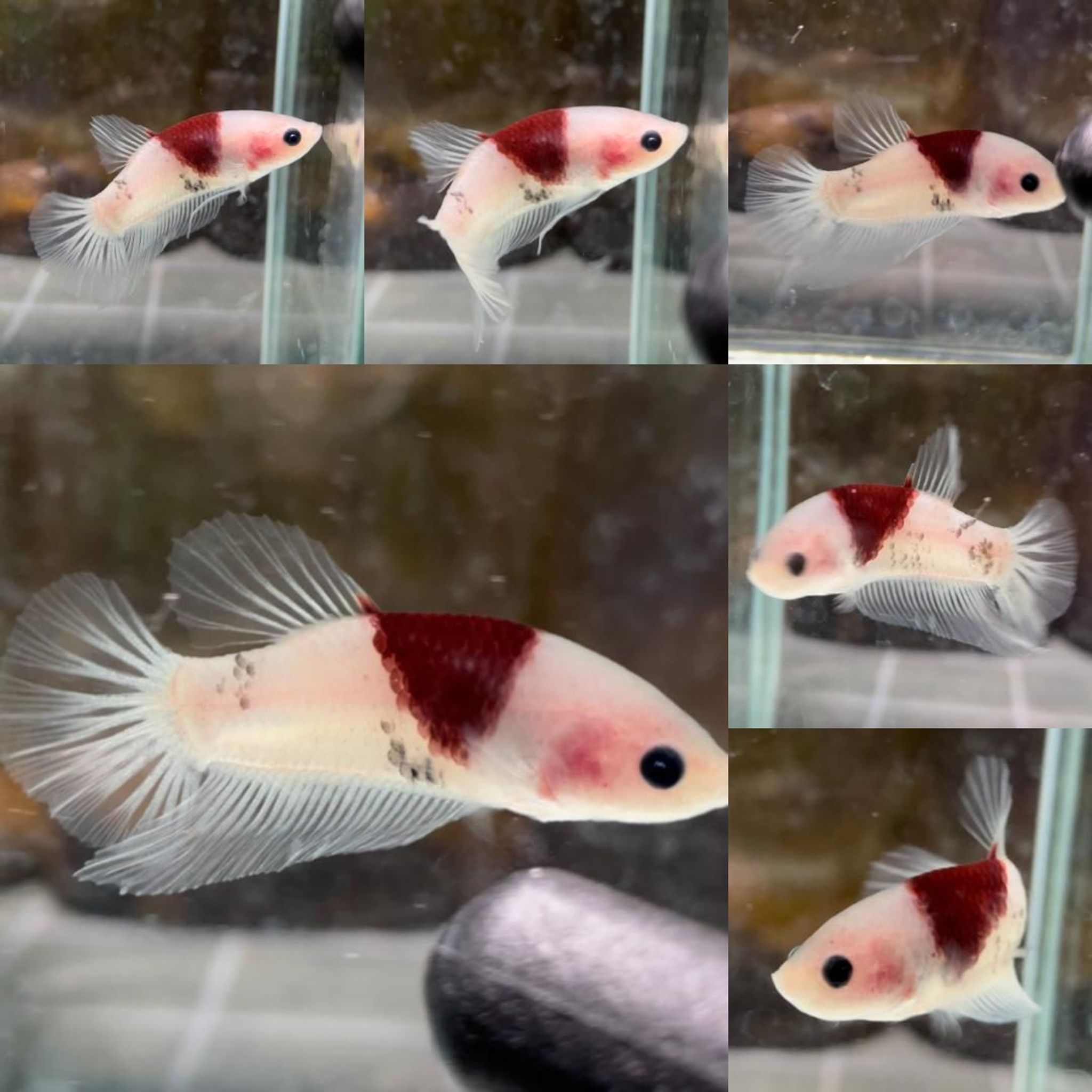 Red Tancho HMPK Betta (Male)