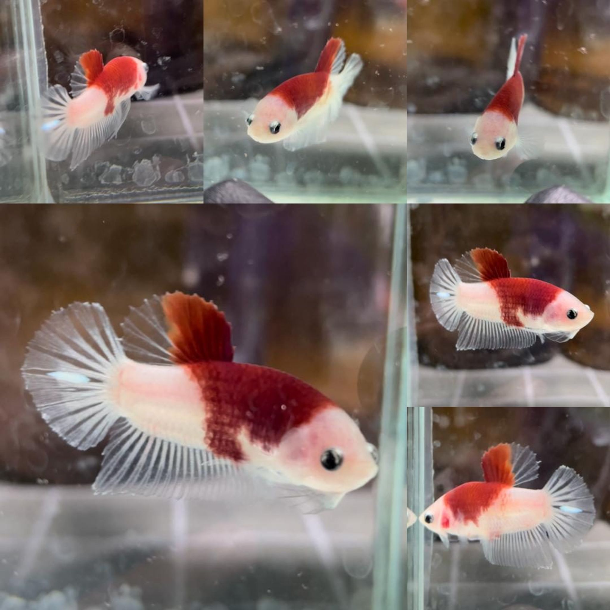 Red Tancho HMPK Betta (Male)