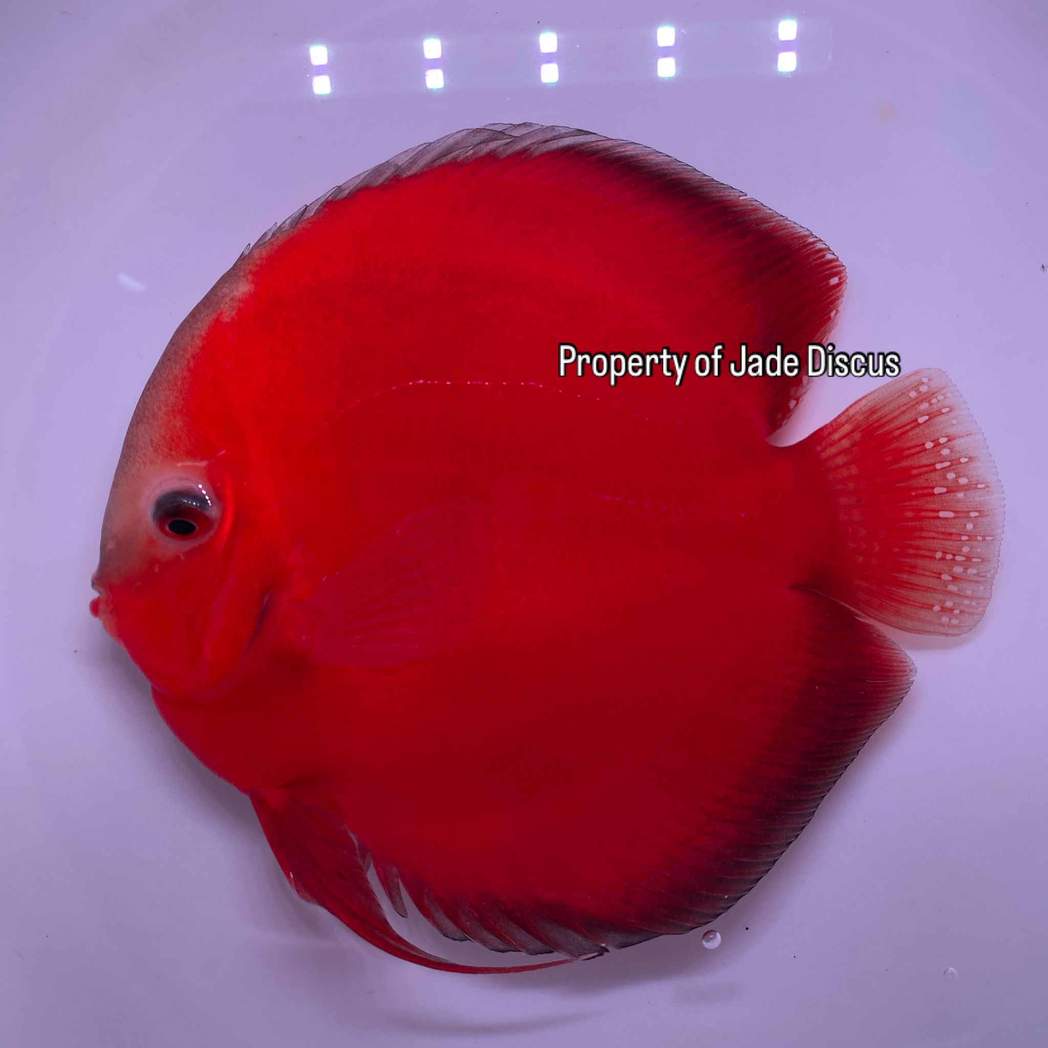 Red Valentine Discus