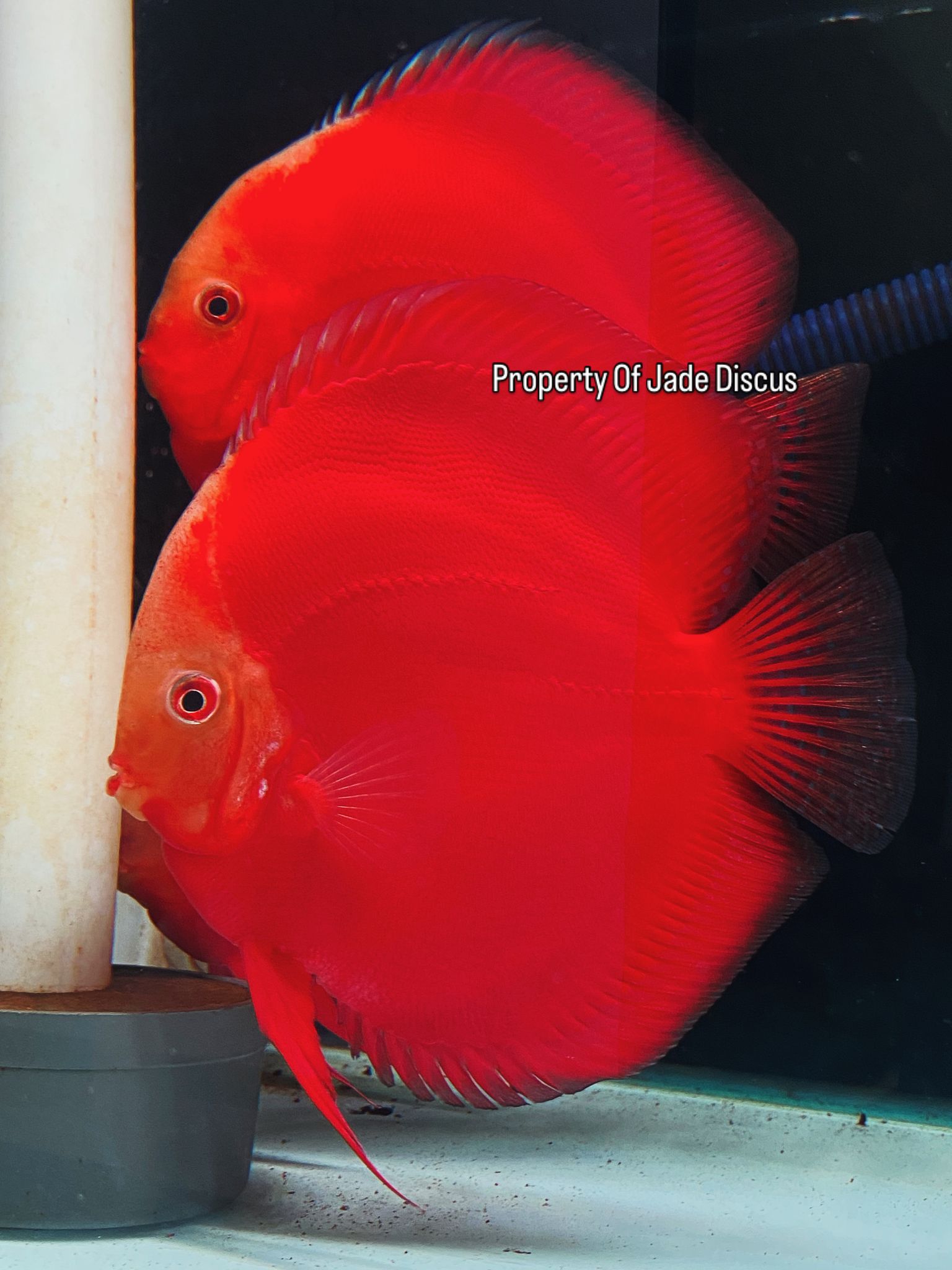 Red Valentine Discus