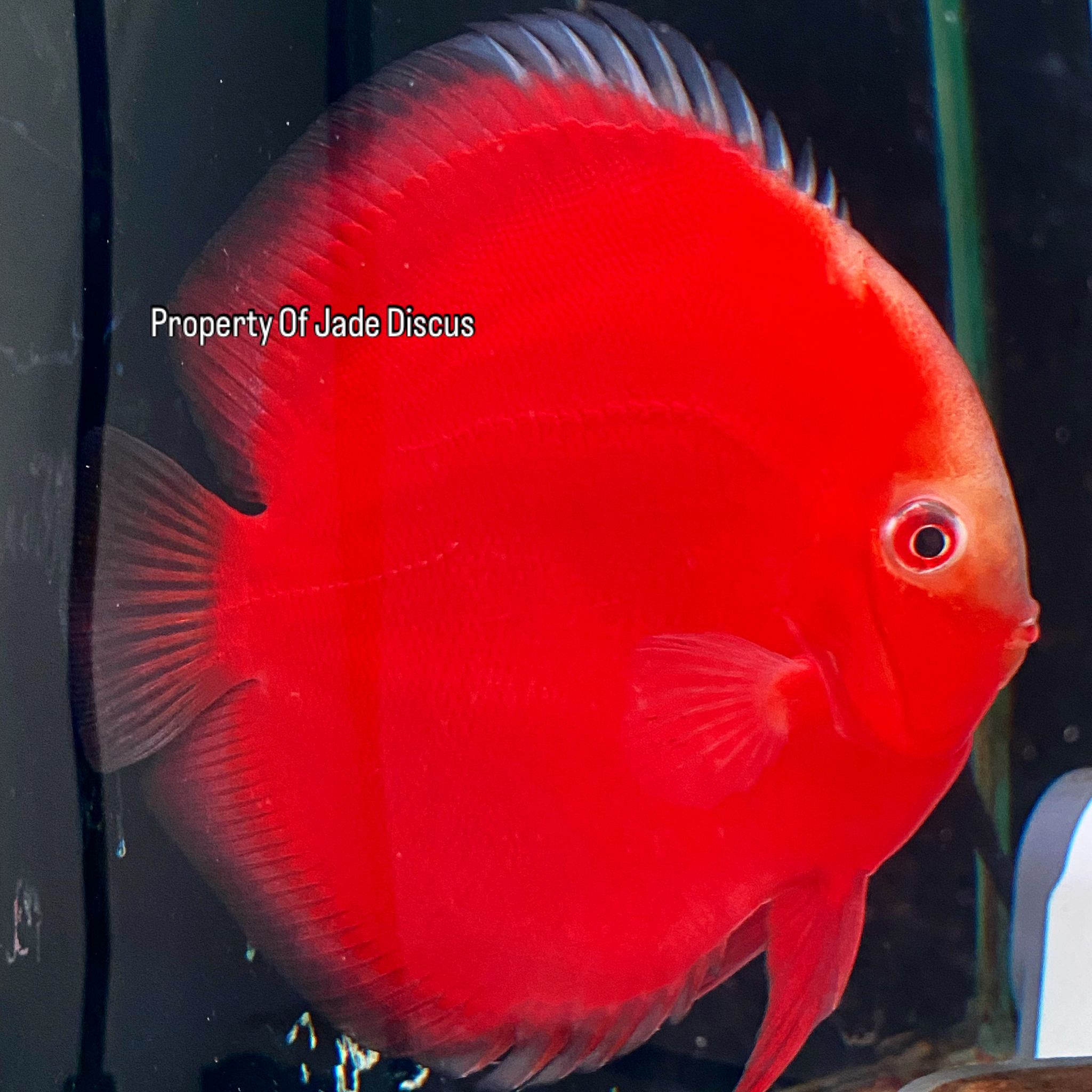 Red Valentine Discus
