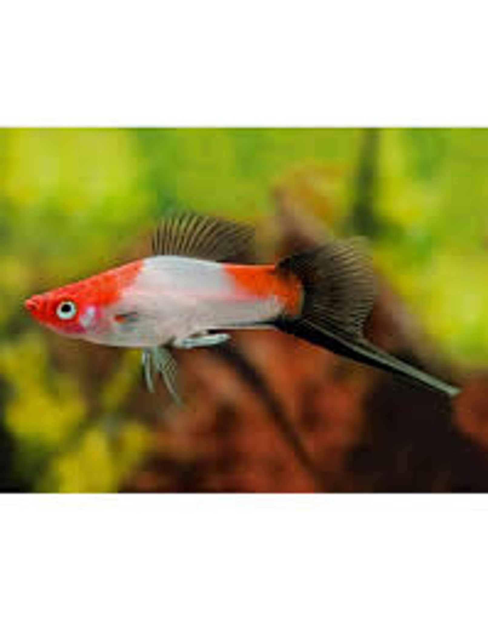 Red White Swordtail