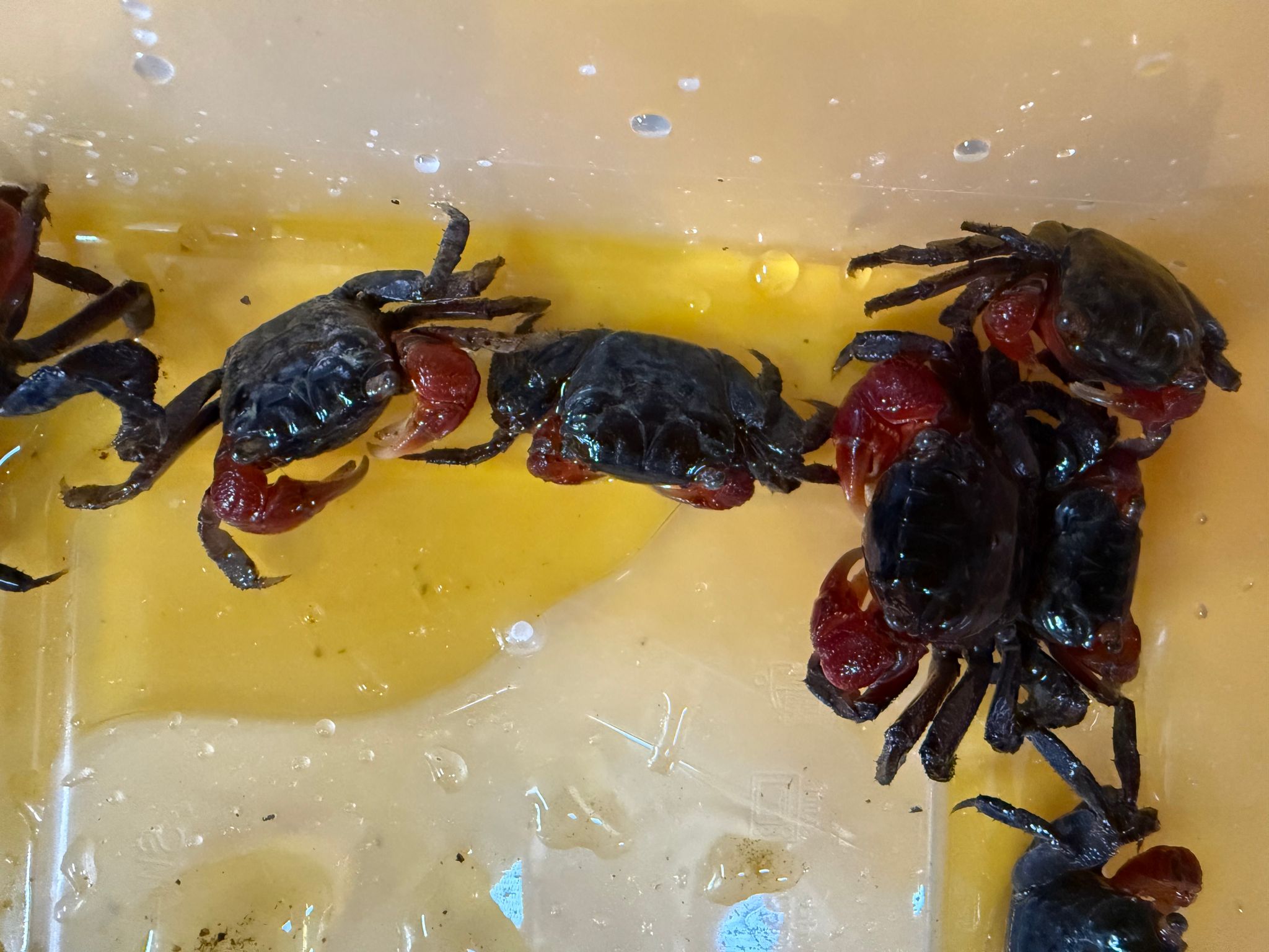 Red apple crabs (for feeding big puffer fish MBU)